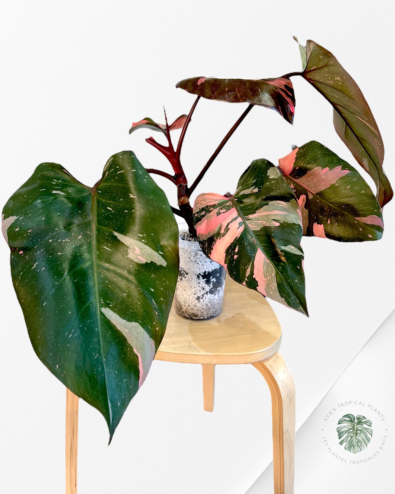 Philodendron Pink princess marble KING - LA