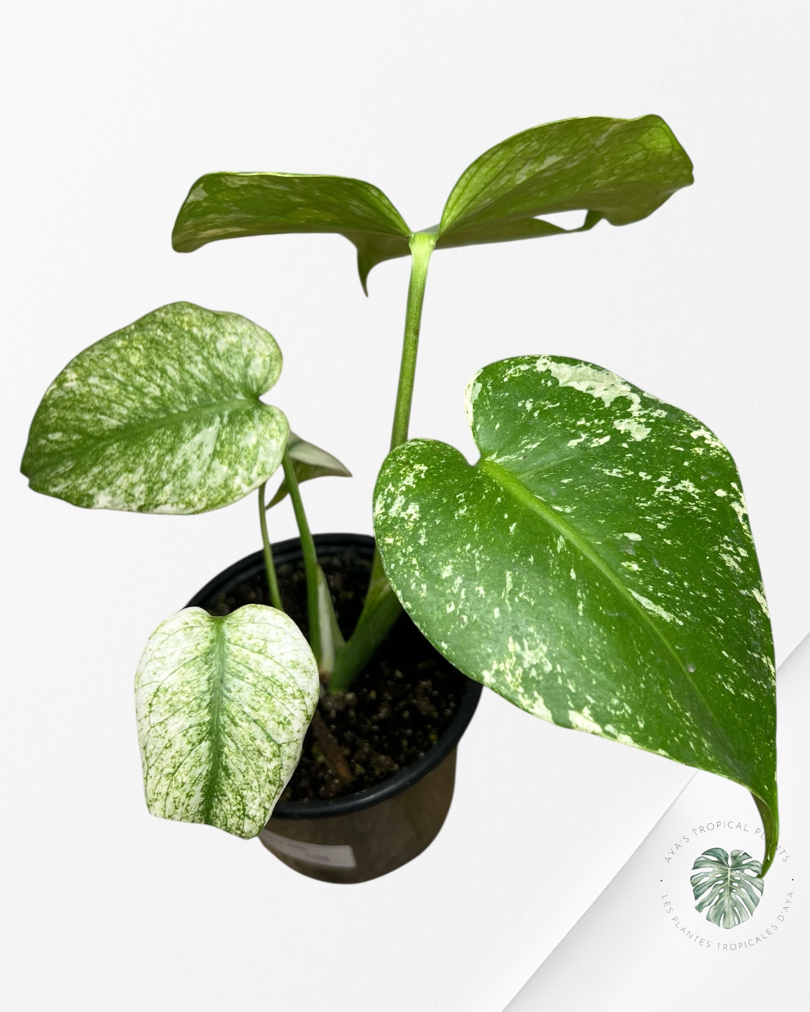 Monstera Menthe - SP4