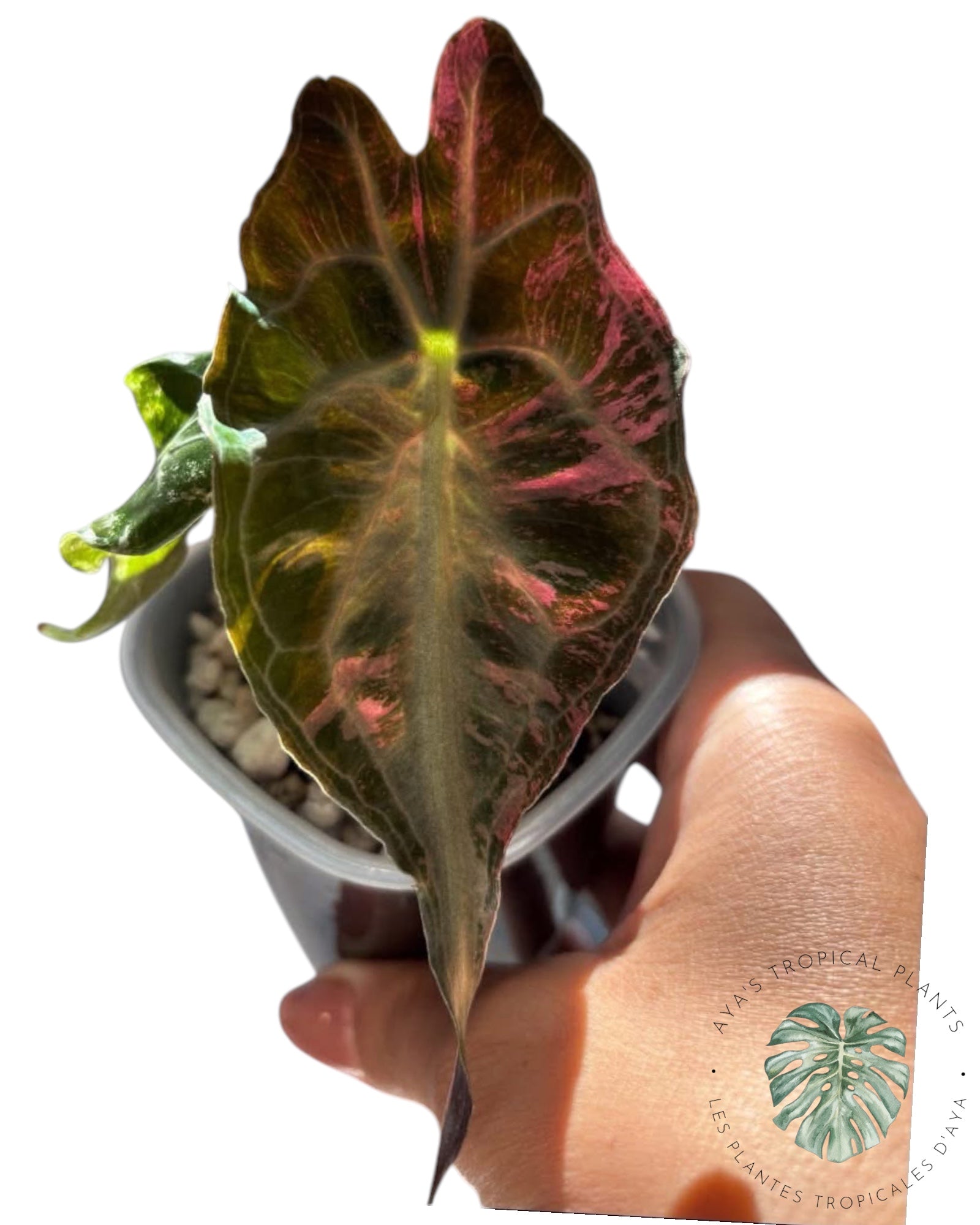 Alocasia Venom Pink Variegated