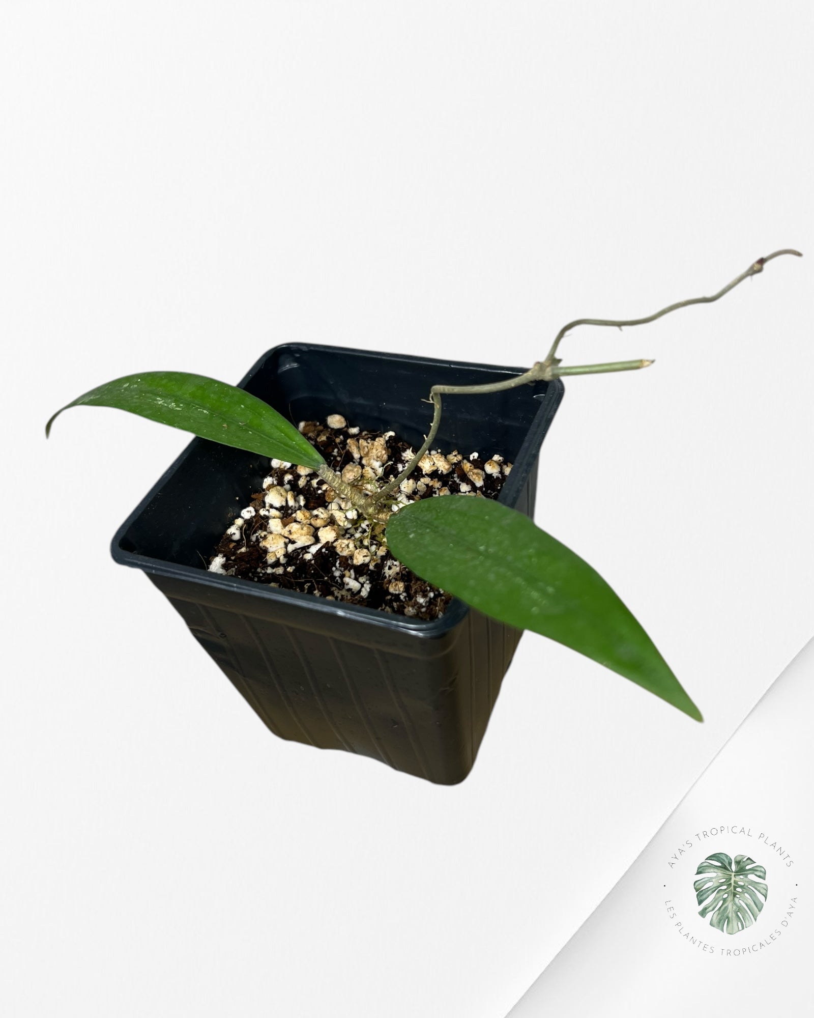 Hoya sp. Rindu Rafflesia-RR1