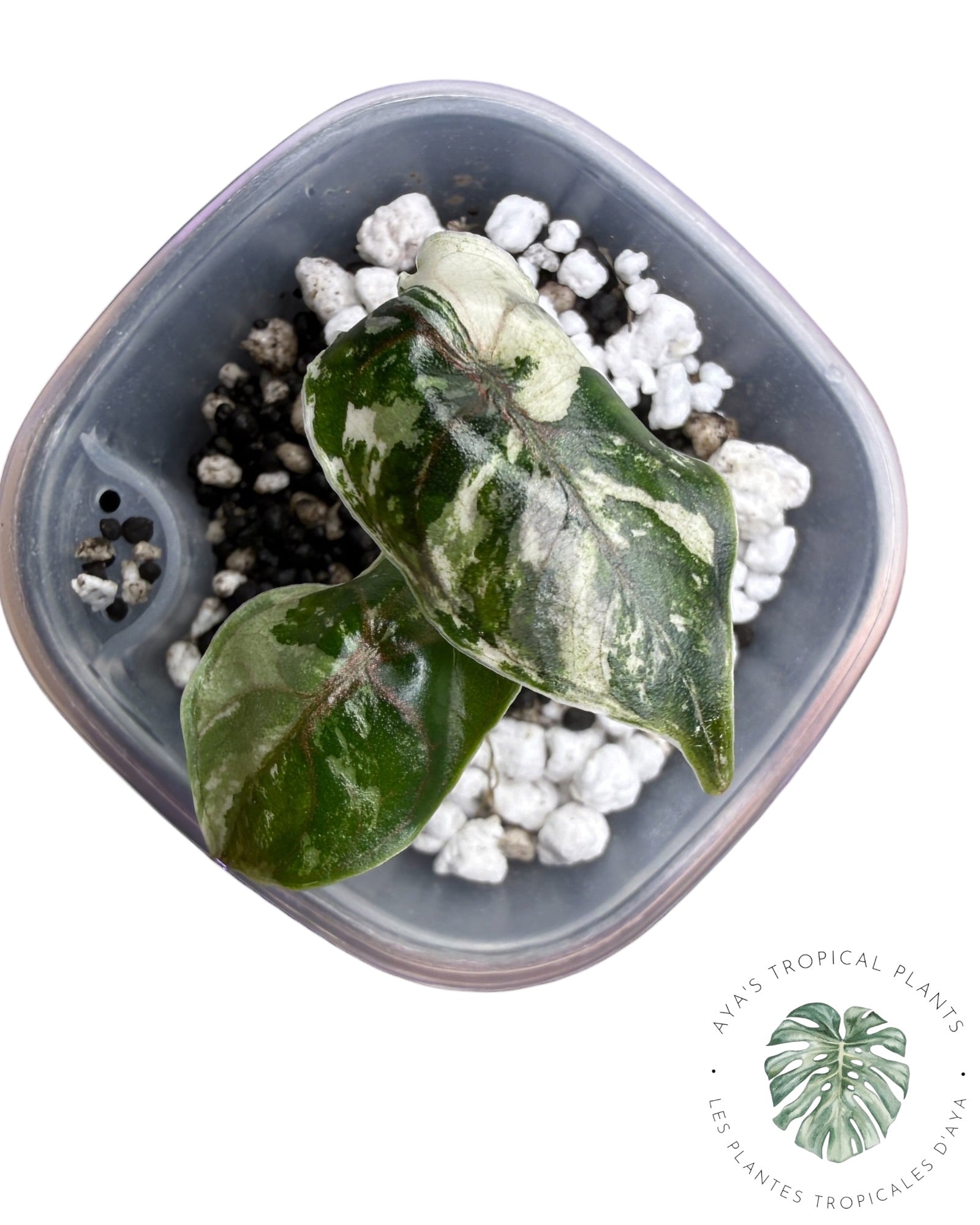Alocasia Azlanii Pink
