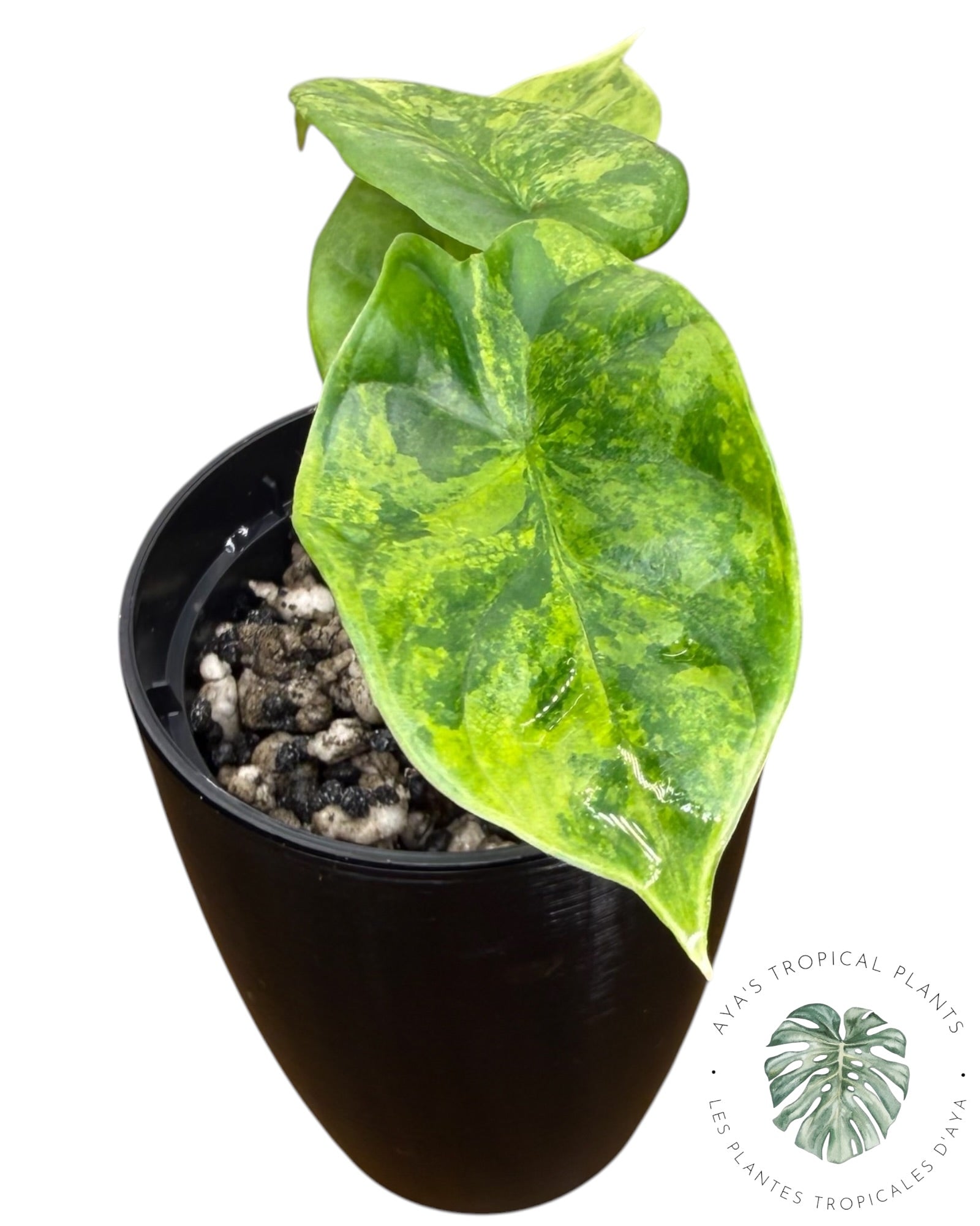Alocasia Silver Dragon Aurea panaché