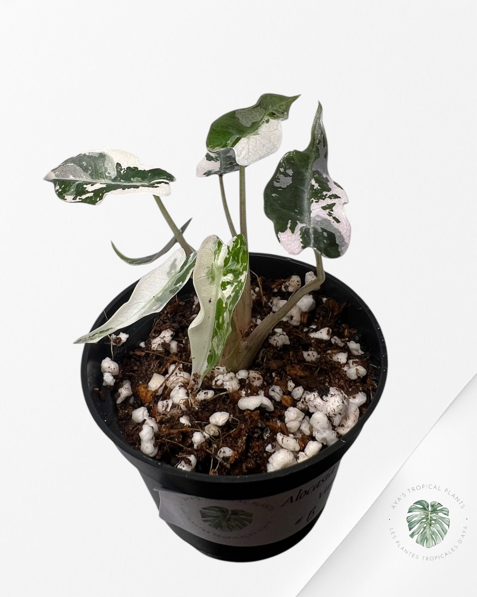 Alocasia Bambino Variegated (pink) - B