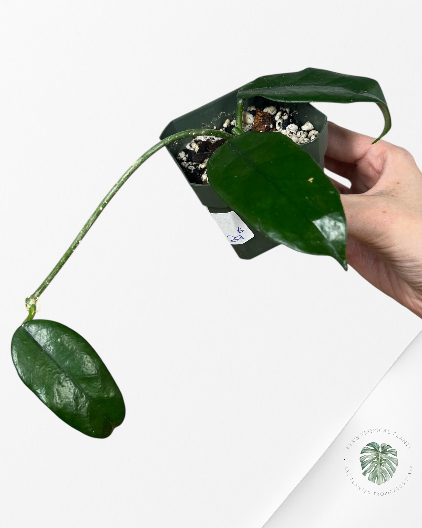 Hoya globulosa