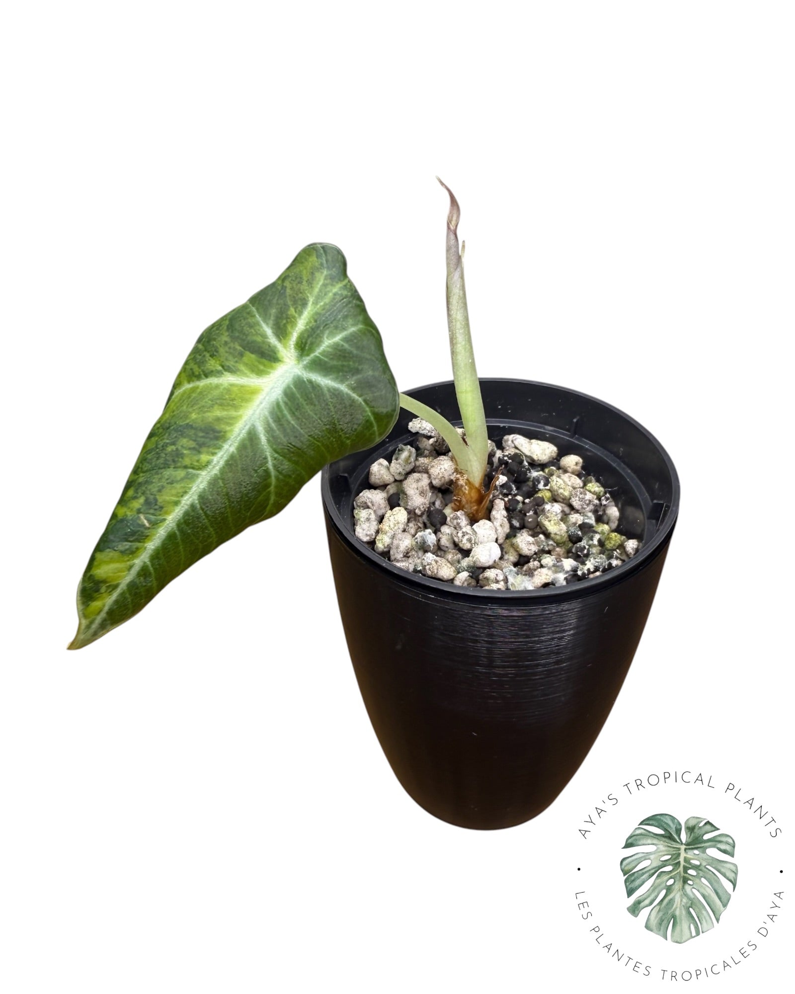 Alocasia Black Velvet Aurea panaché