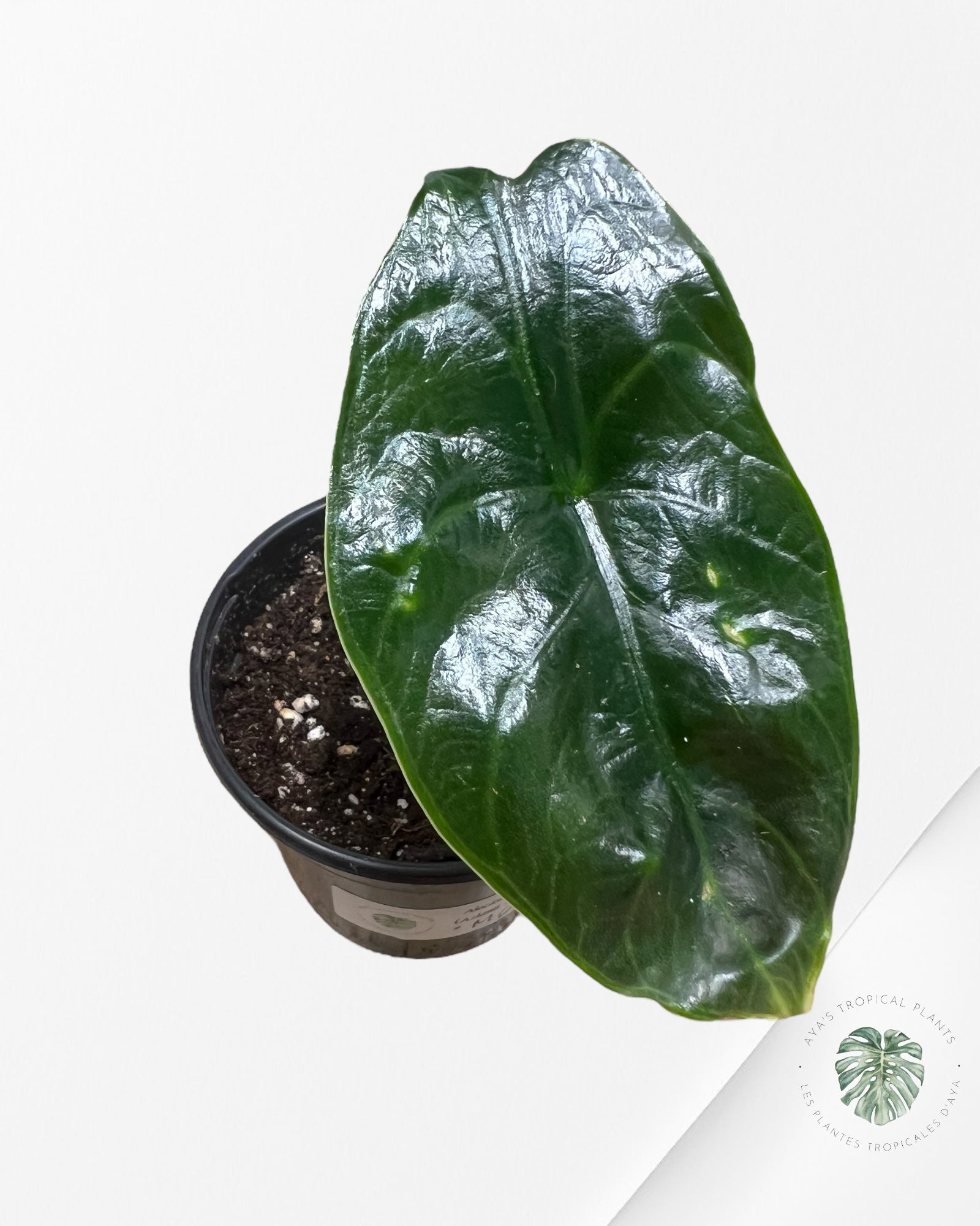 Alocasia Licorne Verte - M6