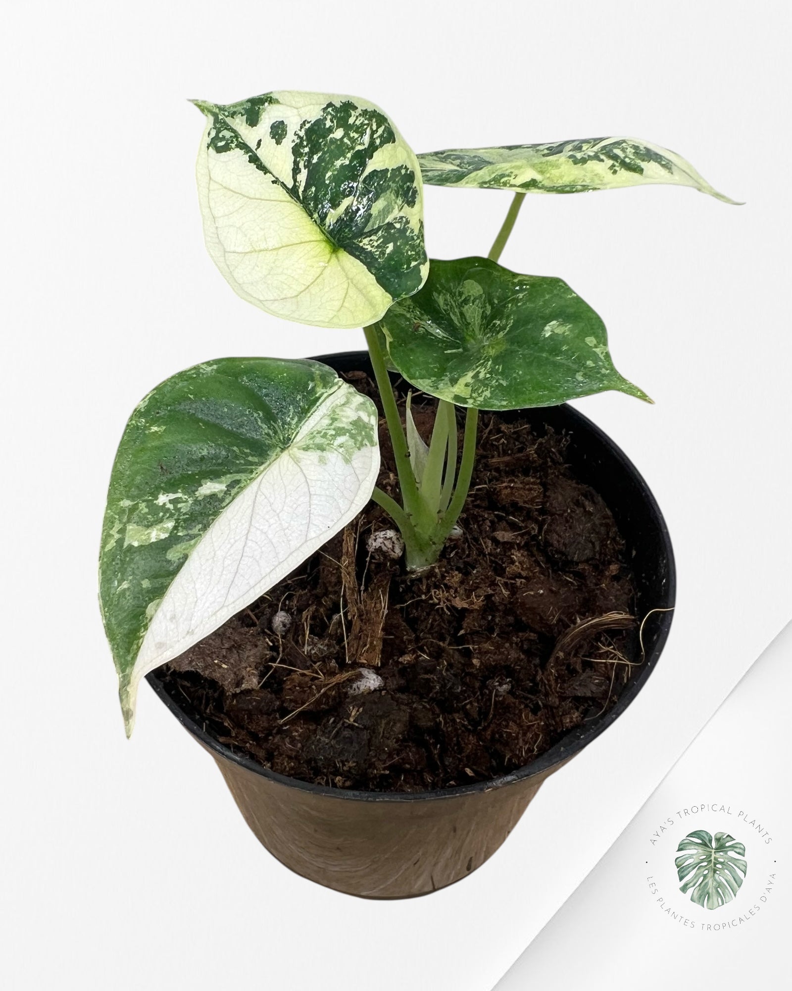 Alocasia baginda ' Dragon Scale’ variegated - F3