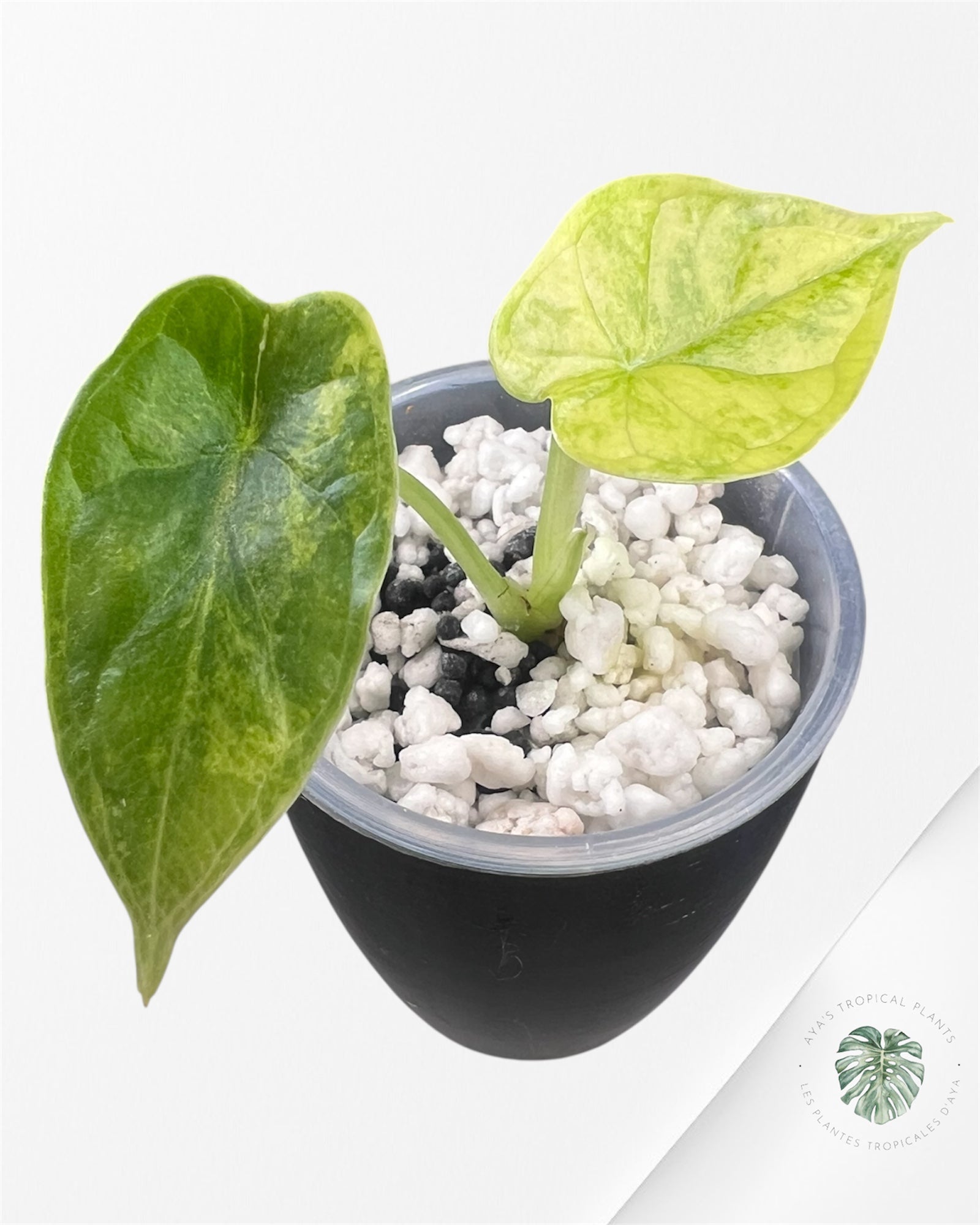 Alocasia Dragon Scale Aurea Variegated