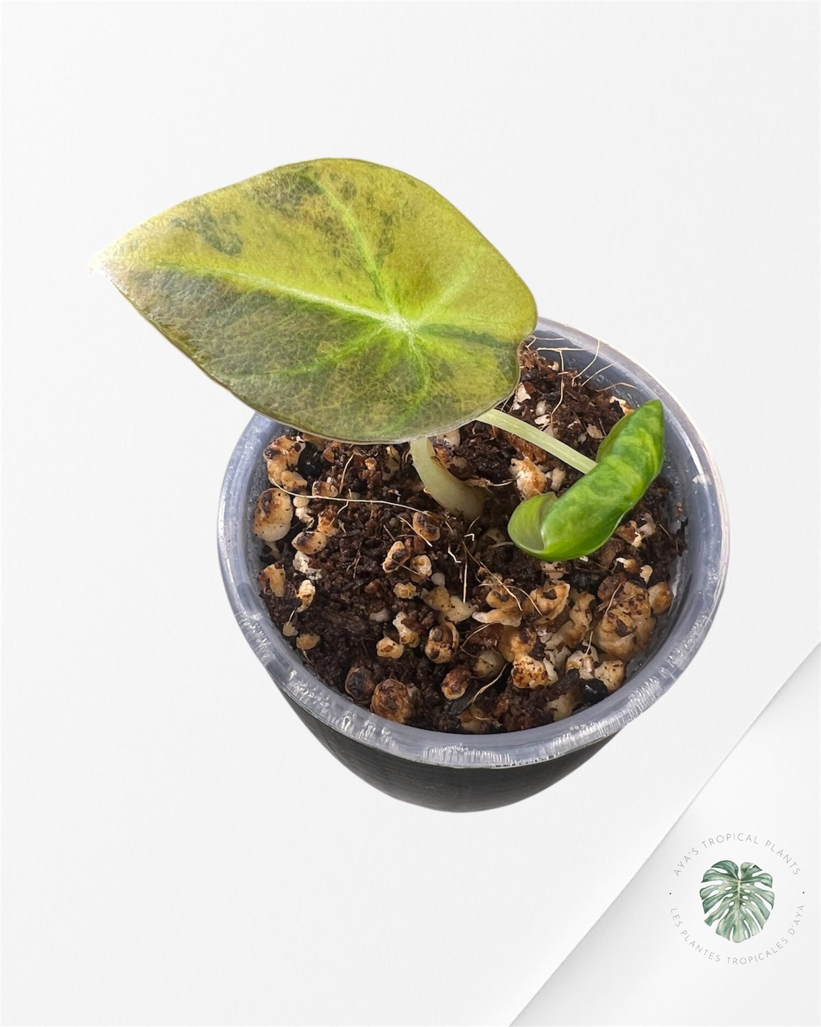 Alocasia Black Velvet Aurea Variegated