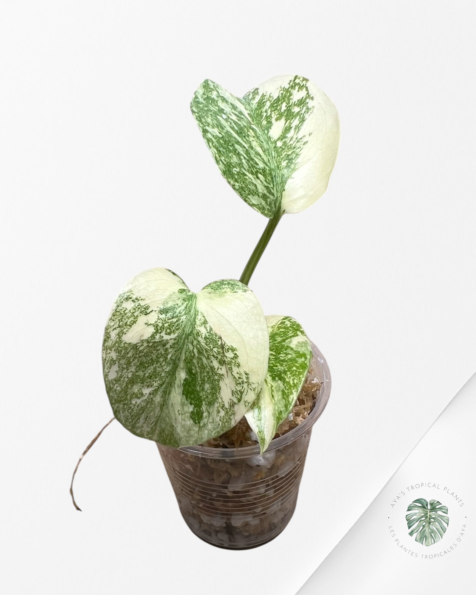 Monstera Thai Constellation Crème Brûlée (Grade A) - TC1