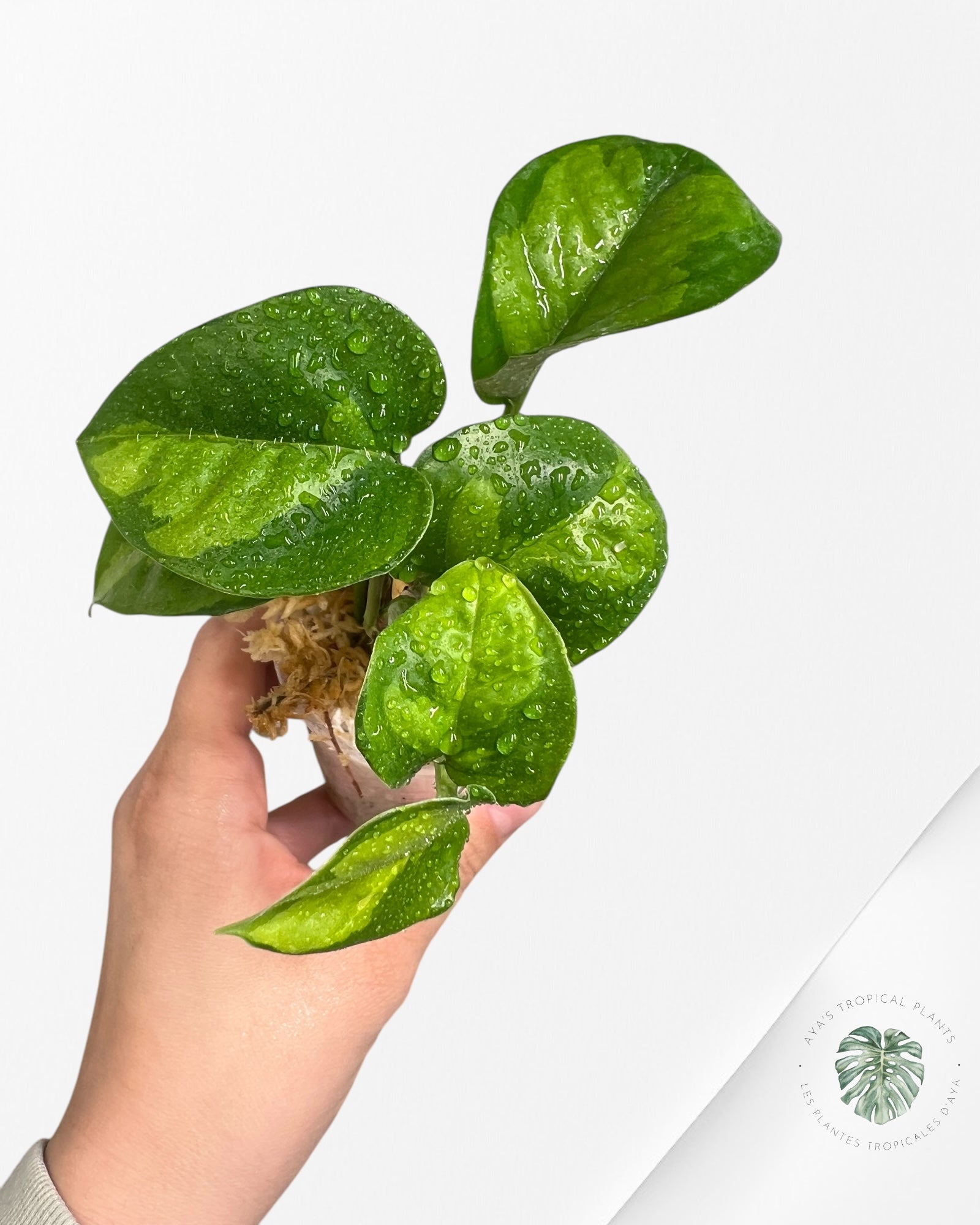 Pothos Global Green PGG02