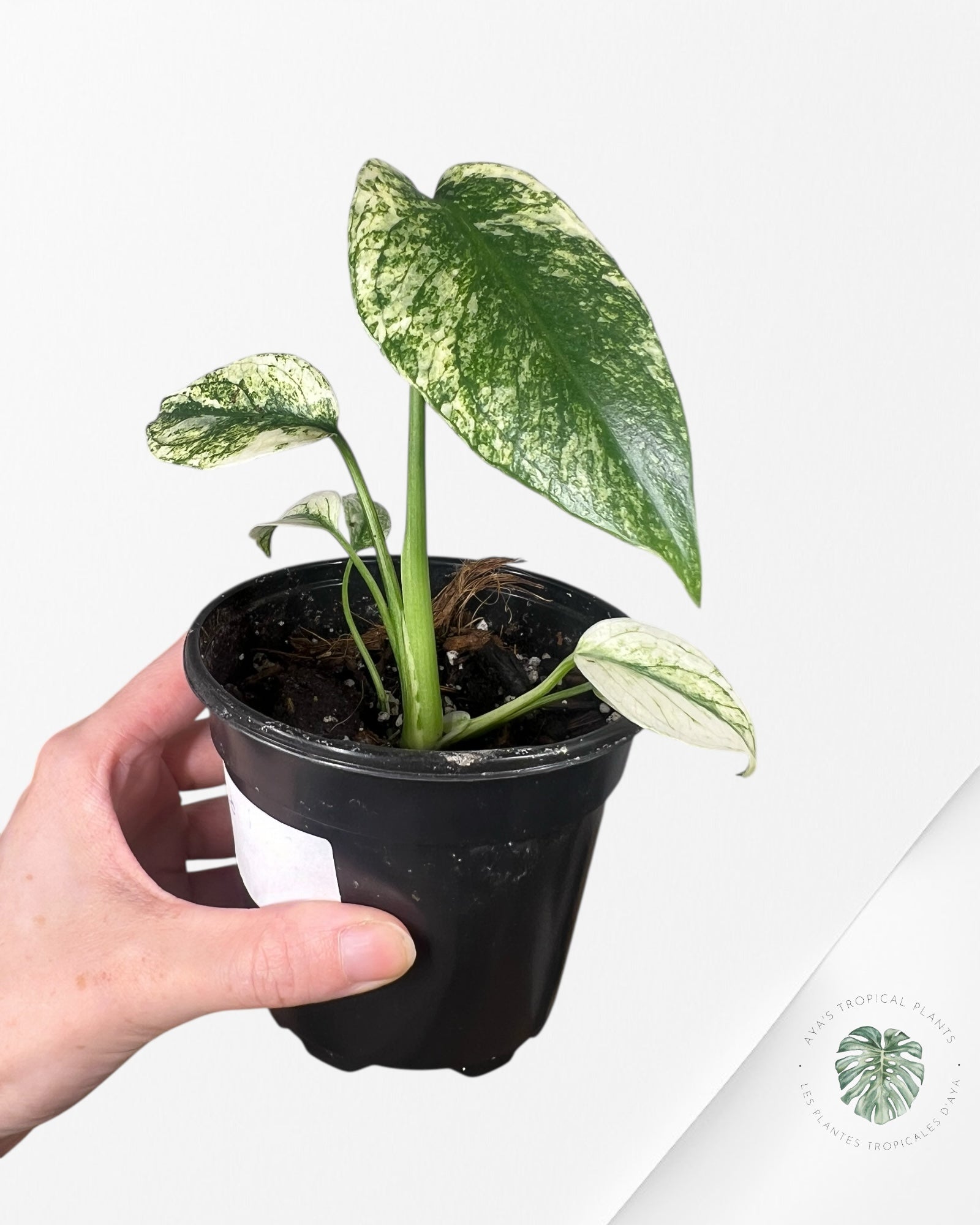 Monstera Deliciosa Mint - MA8