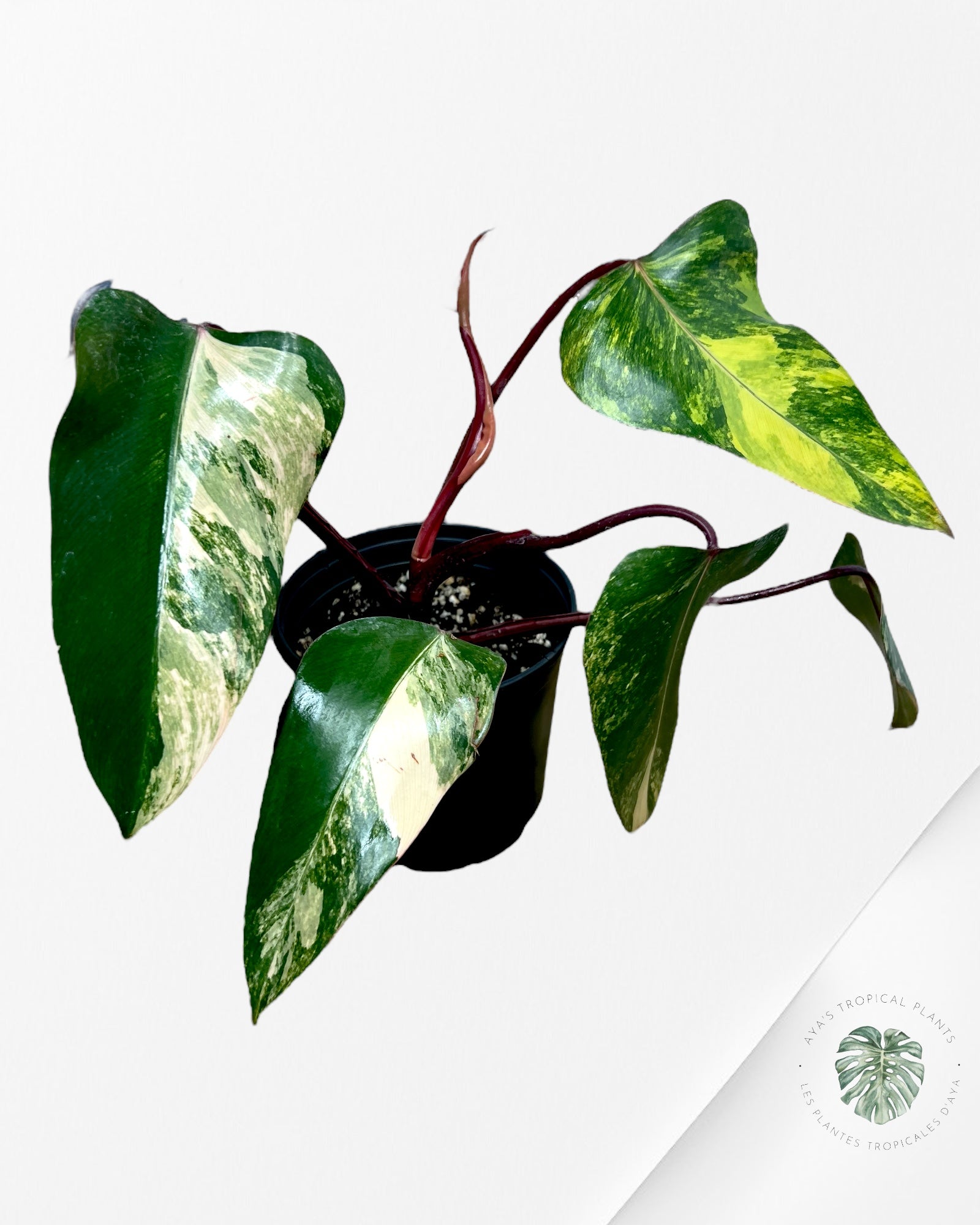 Philodendron Strawberry Shake - M1