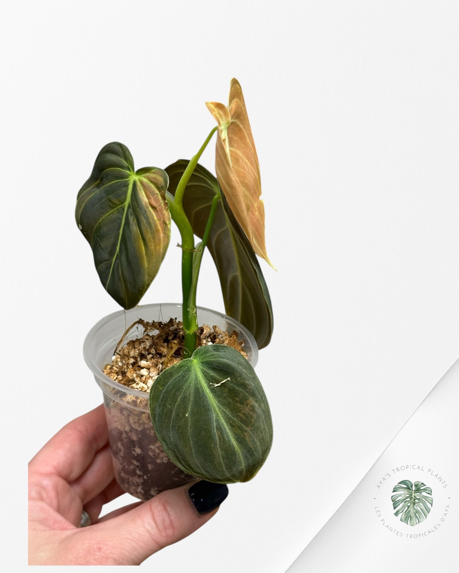 Philodendron Melanochrysum Orange (Bonfire) | Rare Aroid Plant| Aya's Tropical Plants