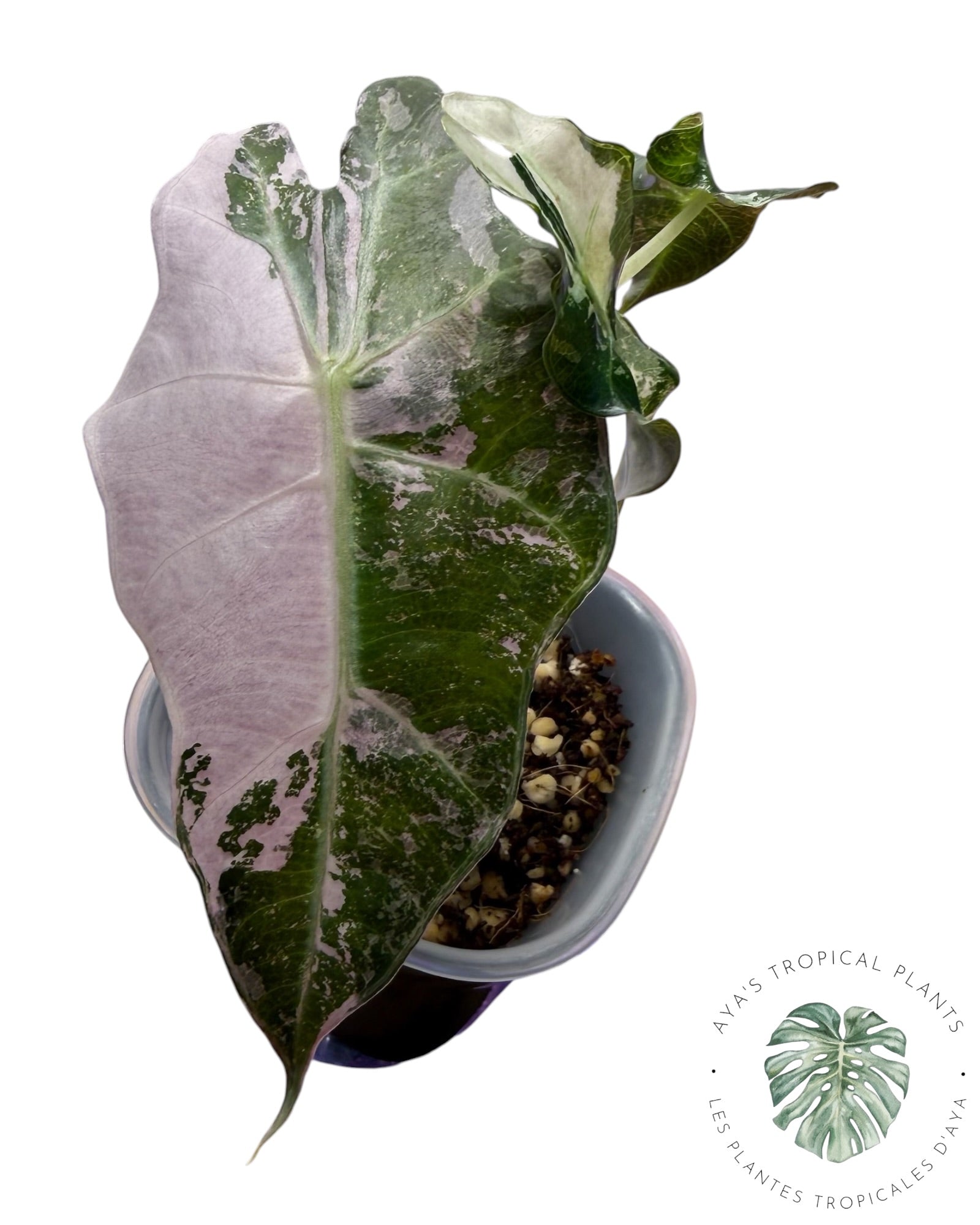Alocasia Polly Flocon de Neige Rose