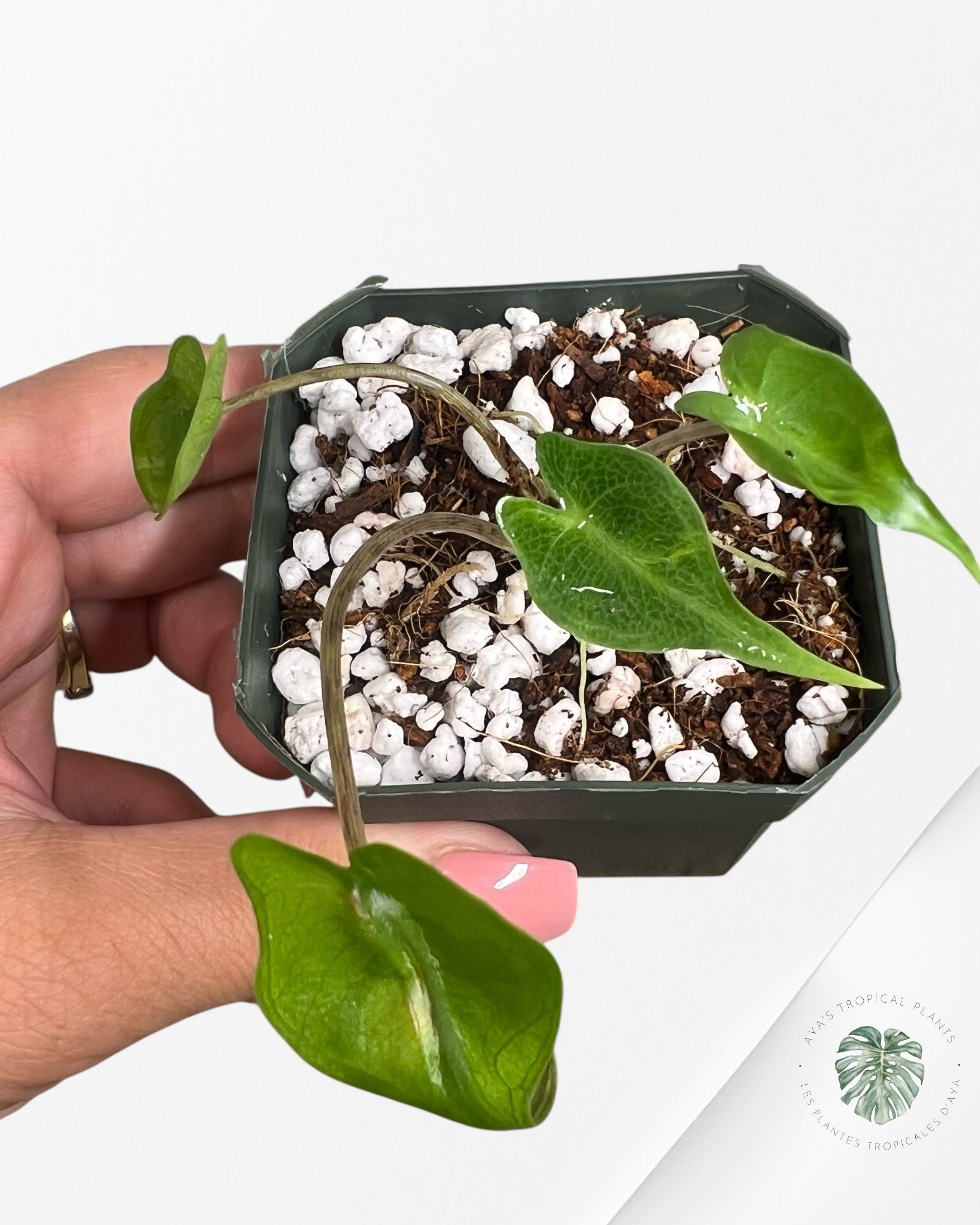 Alocasia Stingray Variegated ( aurea) - TC6
