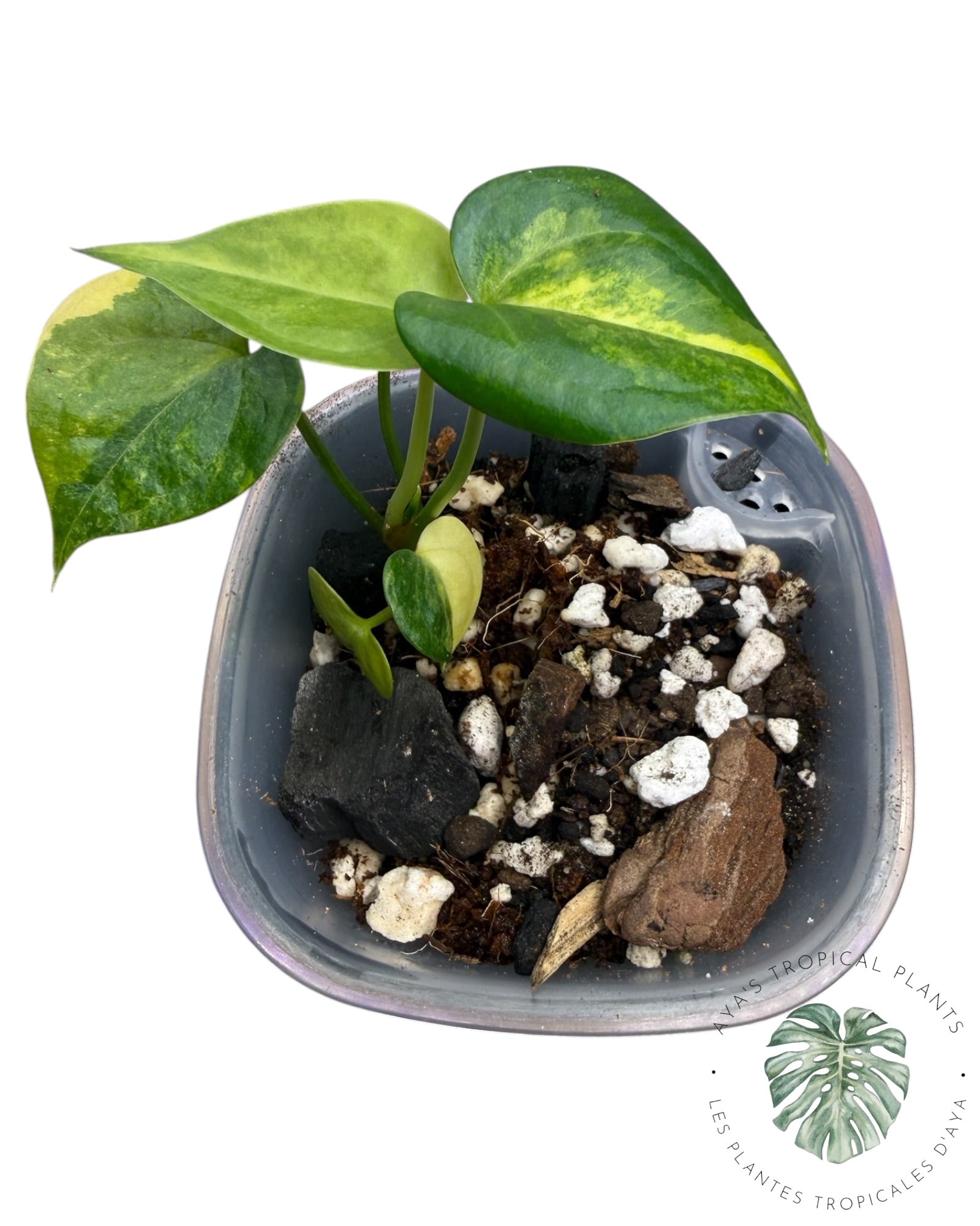 Anthurium Clarinervium Aurea Variegated