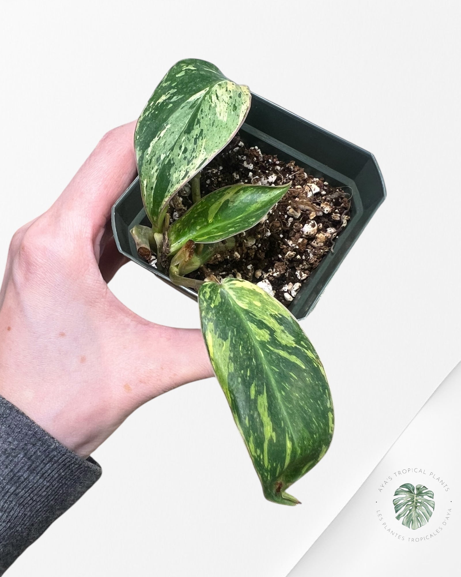 Philodendron Émeraude Glace Aurea - D
