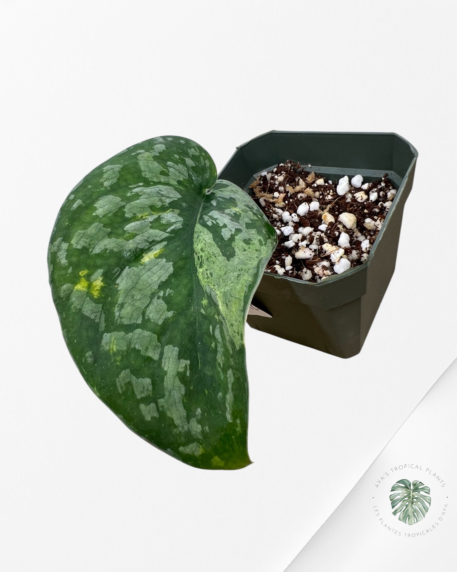 Scindapsus Exotica Mejile - 8