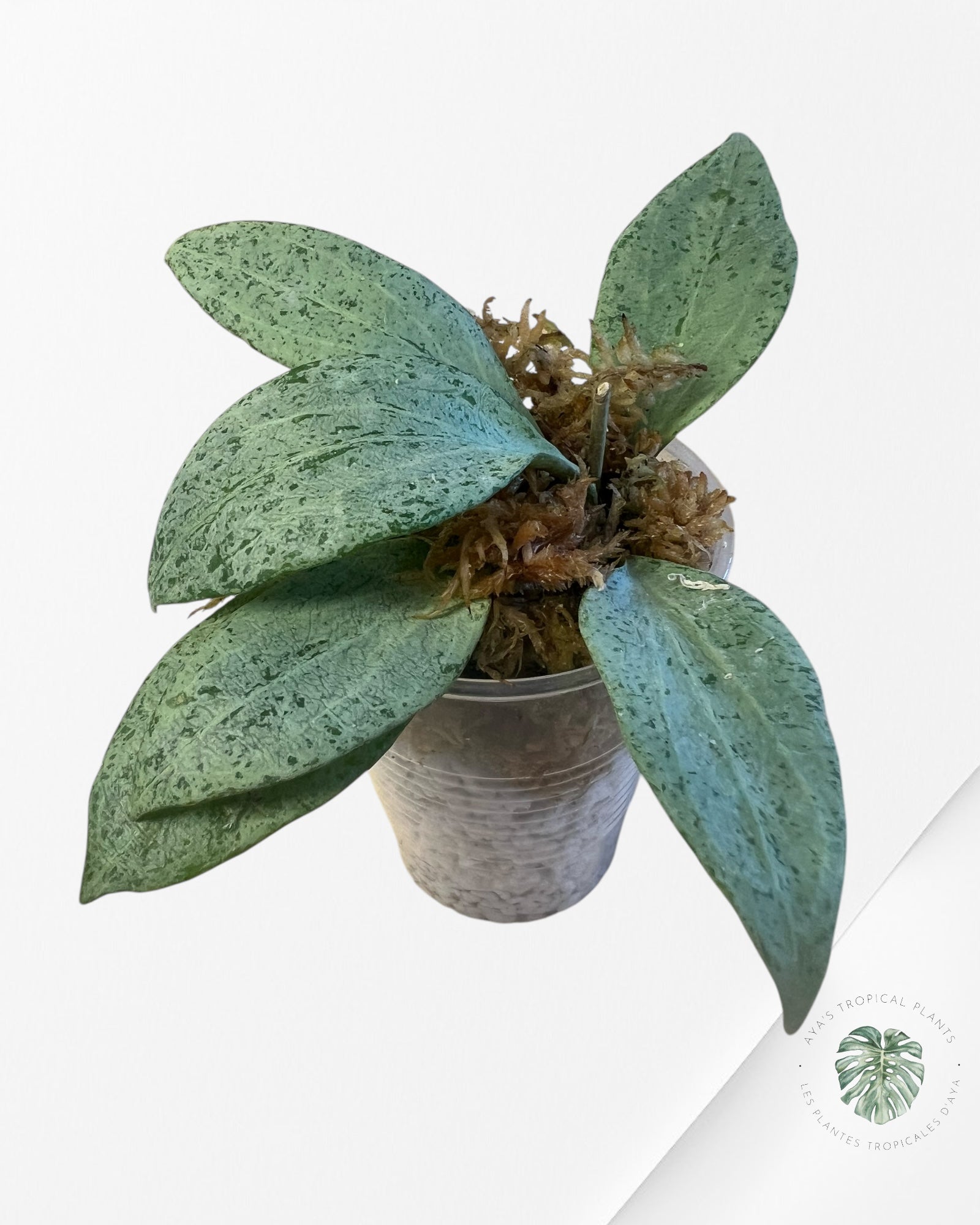 Hoya New Guinea Ghost - P16
