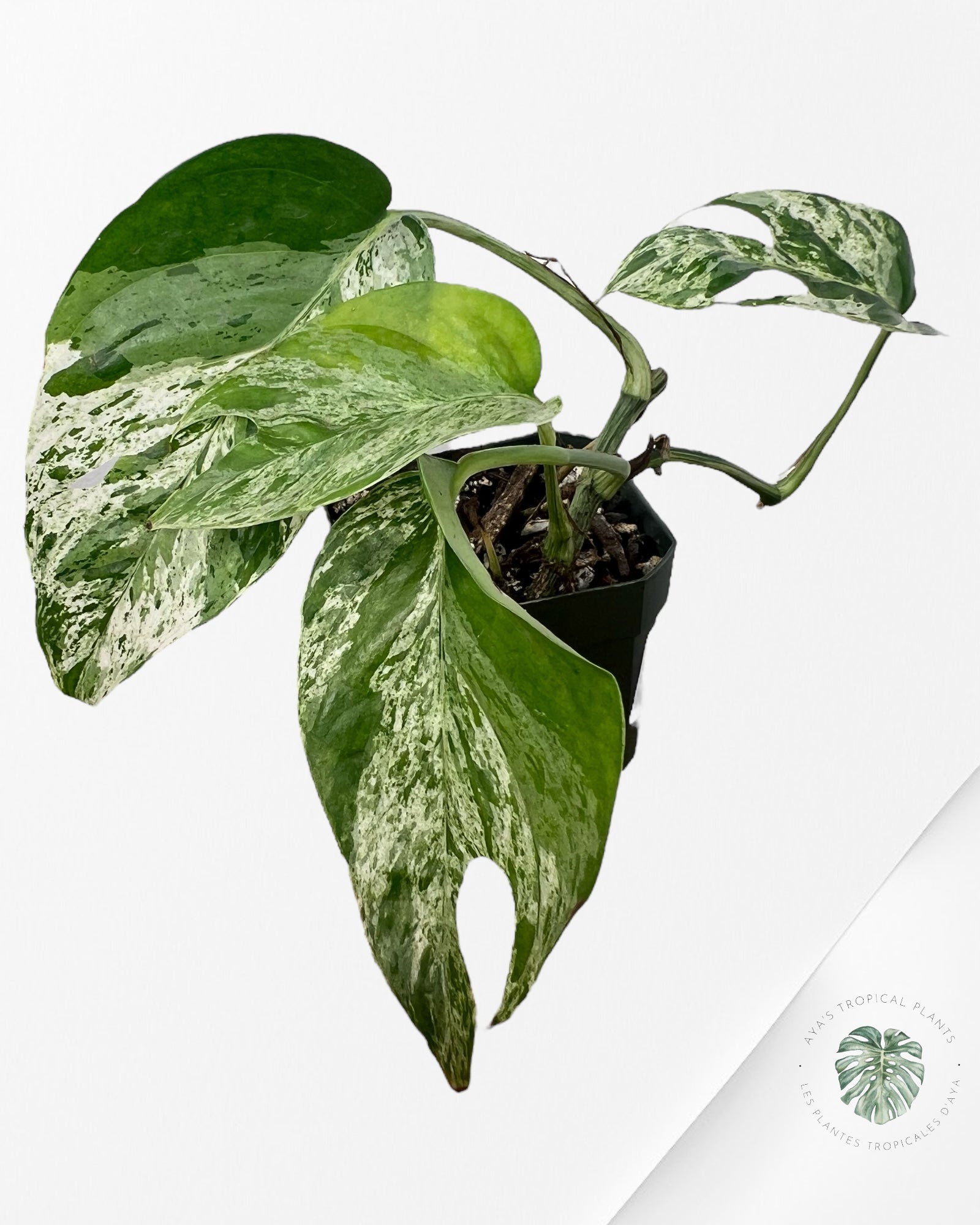 Marbre Epipremnum Pinnatum - E6