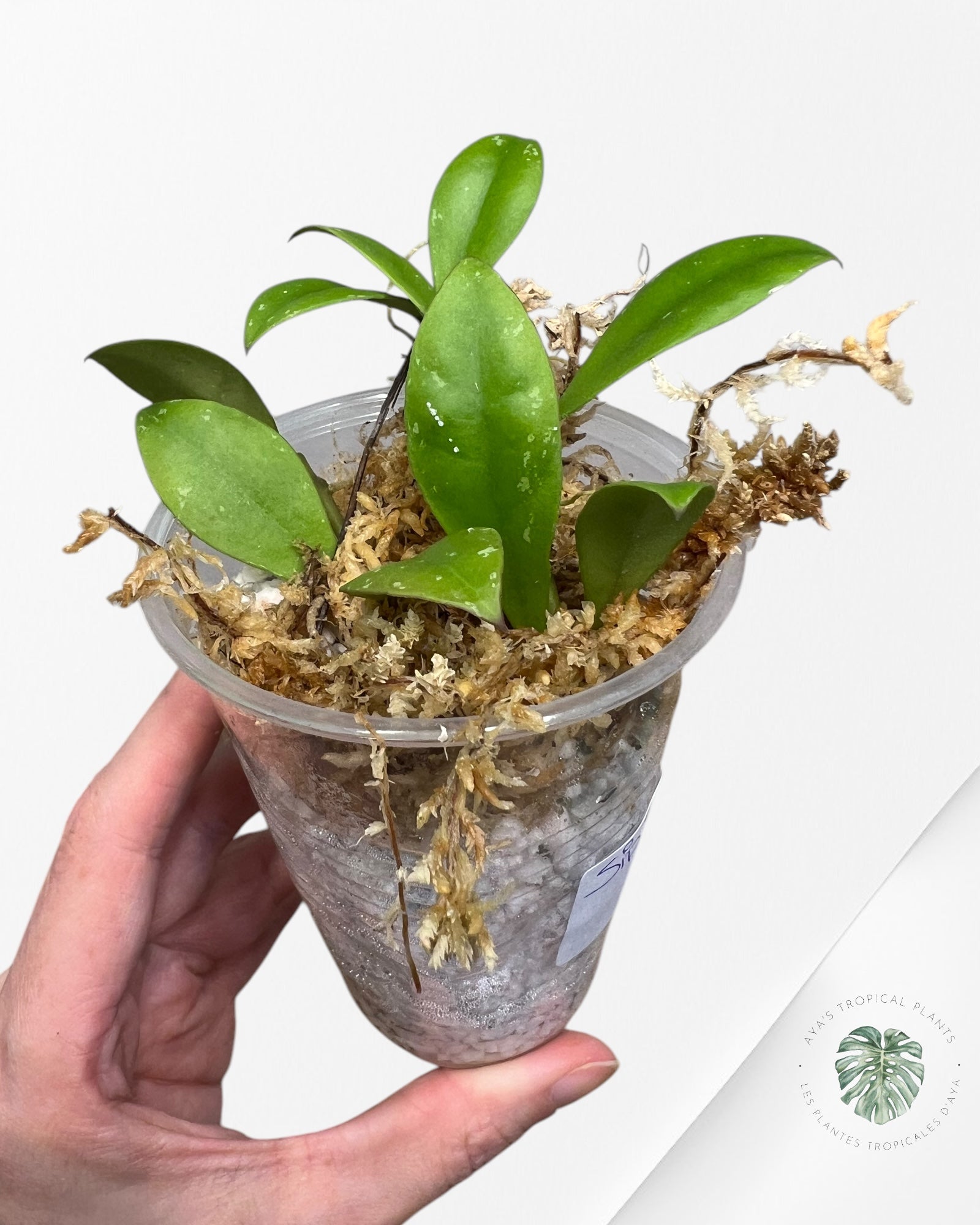 Hoya Sipitangensis HS100
