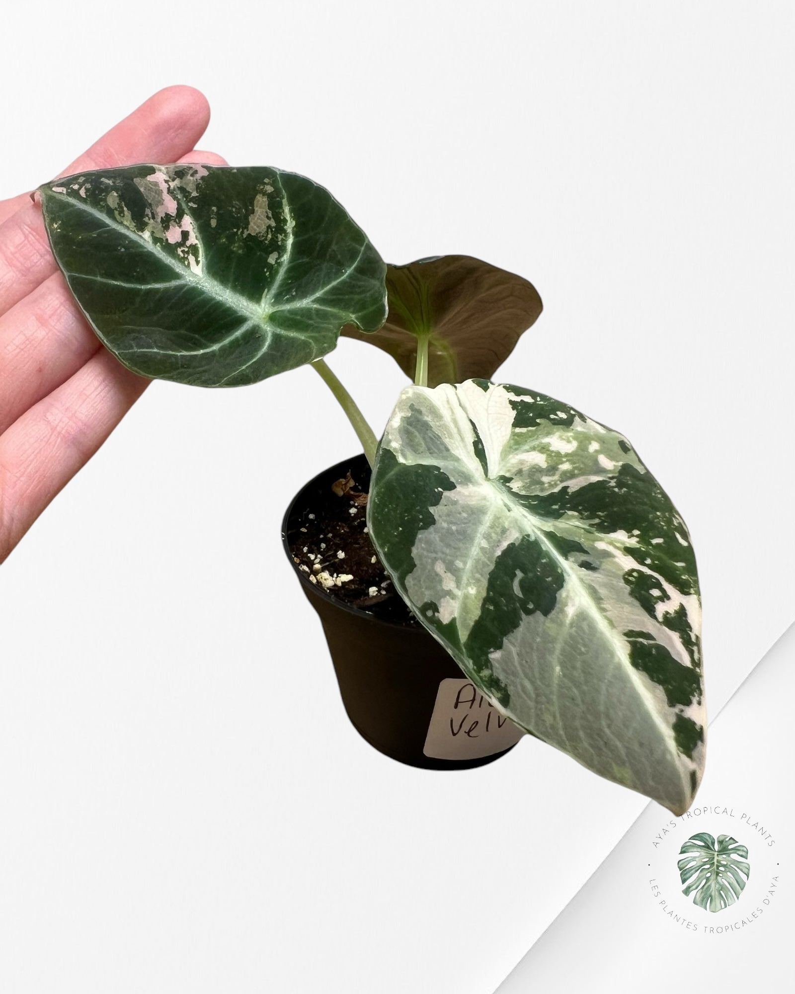 Alocasia Black Velvet Pink - P7