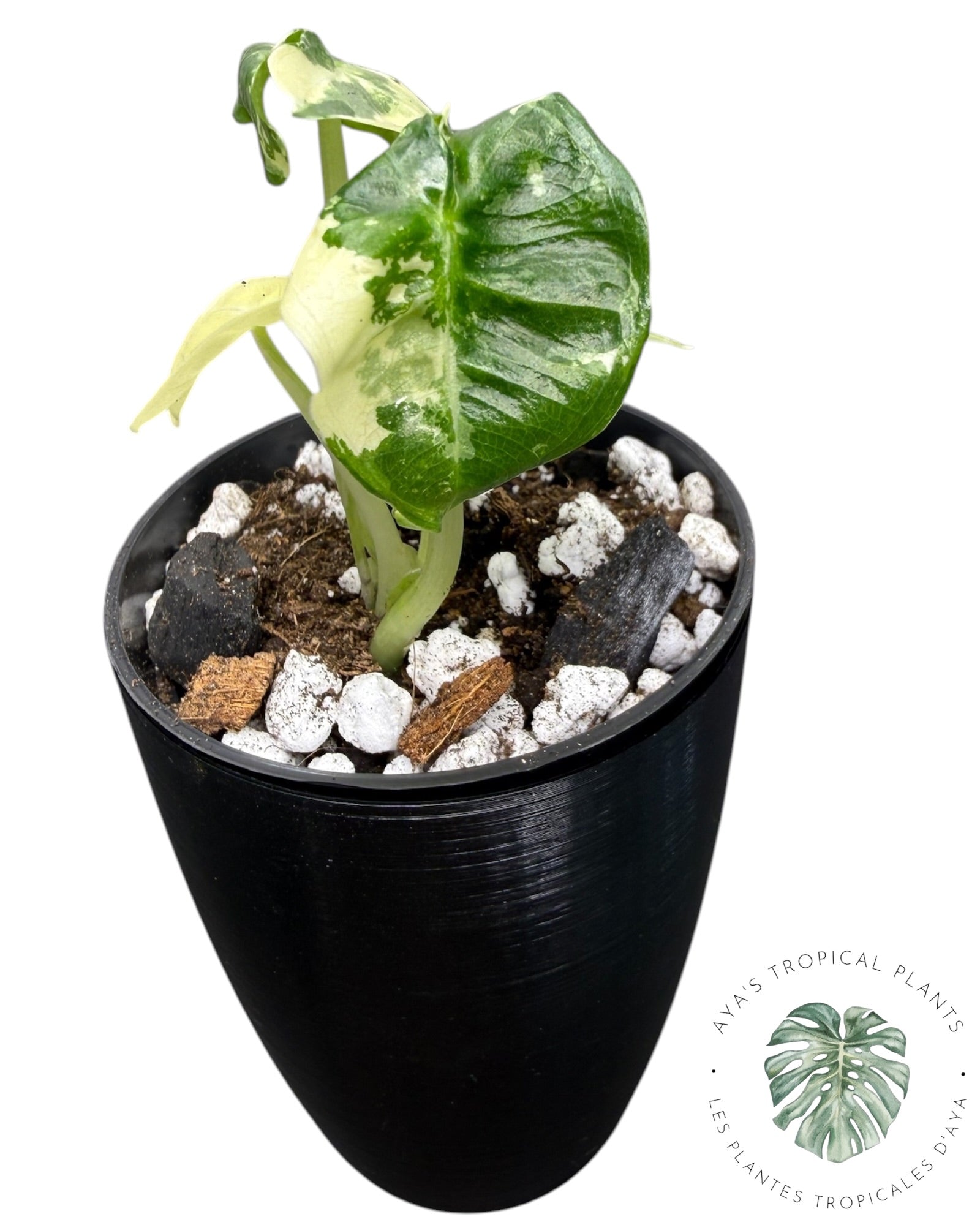 Alocasia Sarian Albo