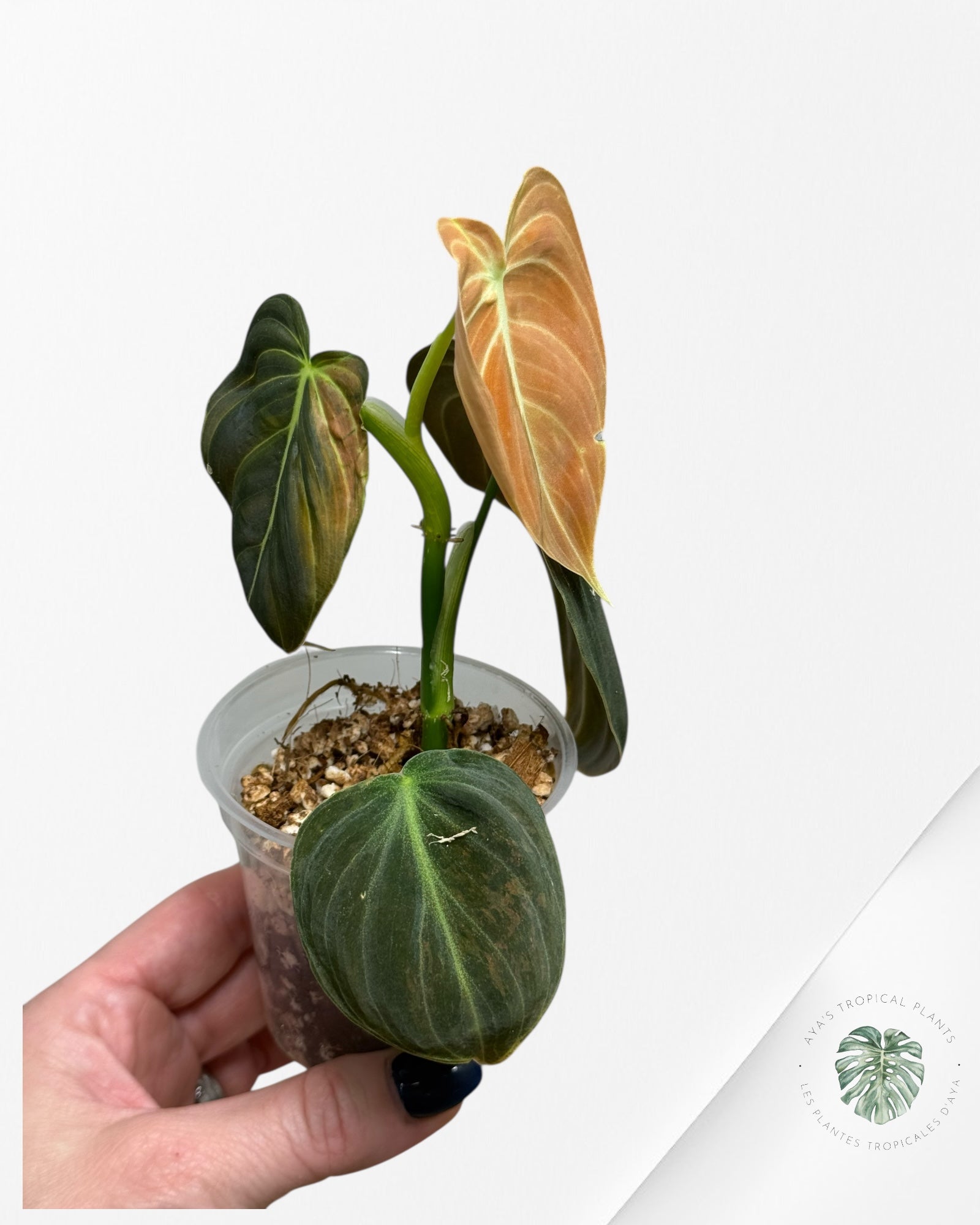 Philodendron Melanochrysum Orange (Bonfire) | Rare Aroid Plant| Aya's Tropical Plants