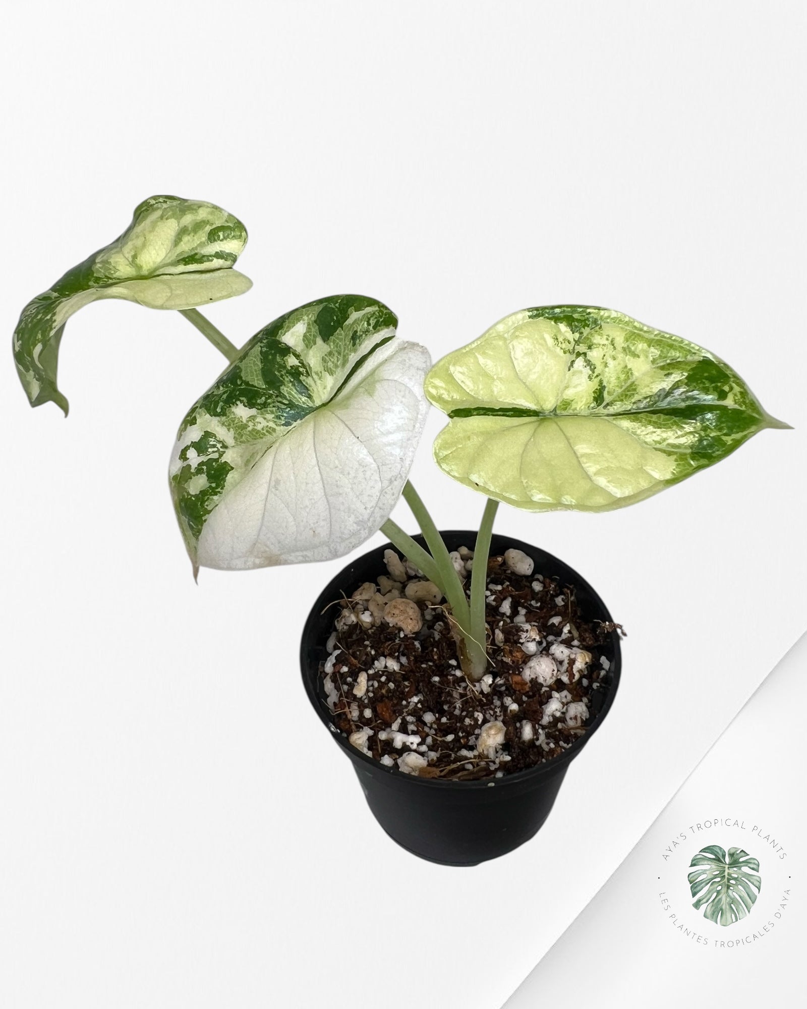 Alocasia Dragon Scale Variegated Albo ( Grade A) - TC100