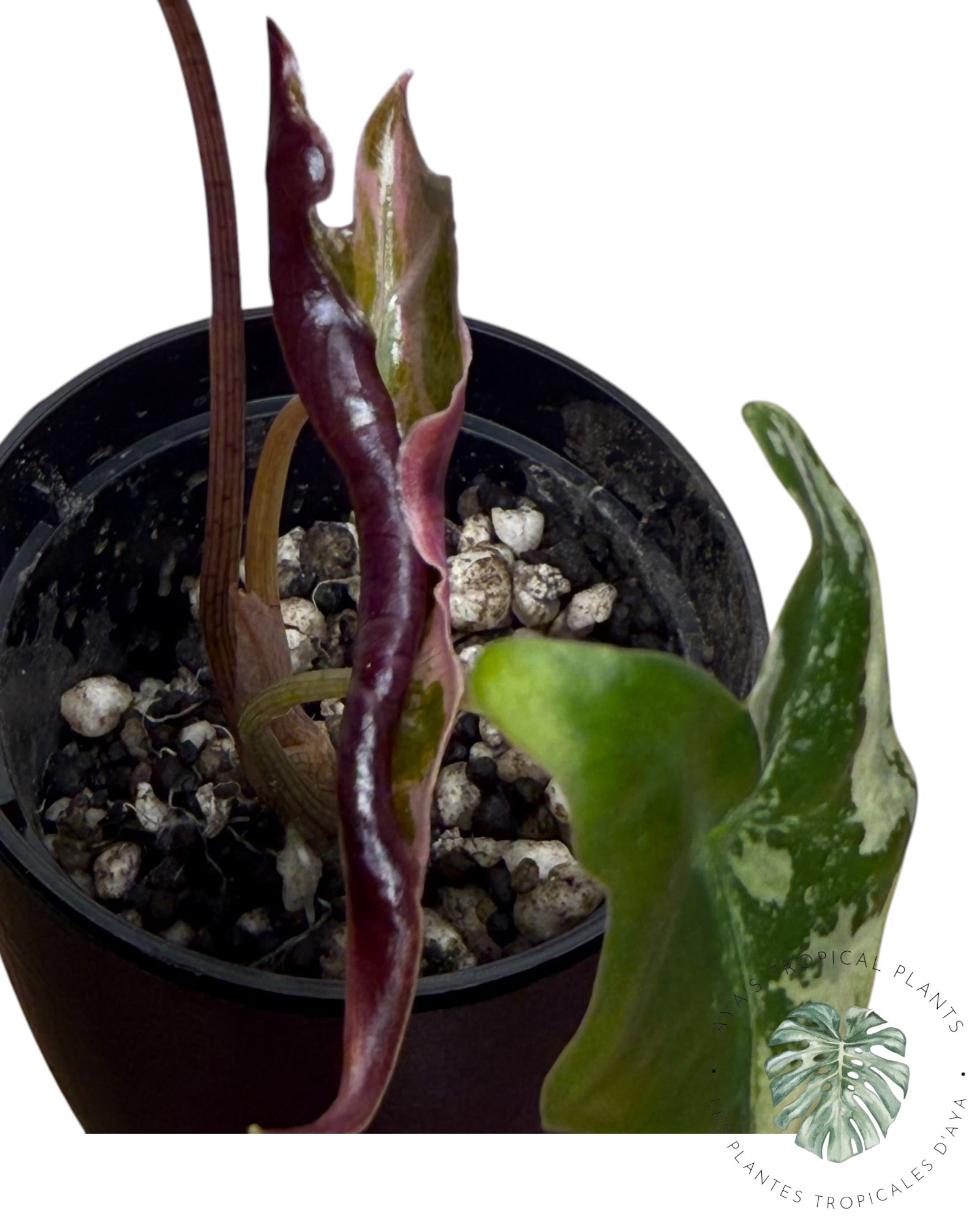 Alocasia Nobilis Pink Variegated