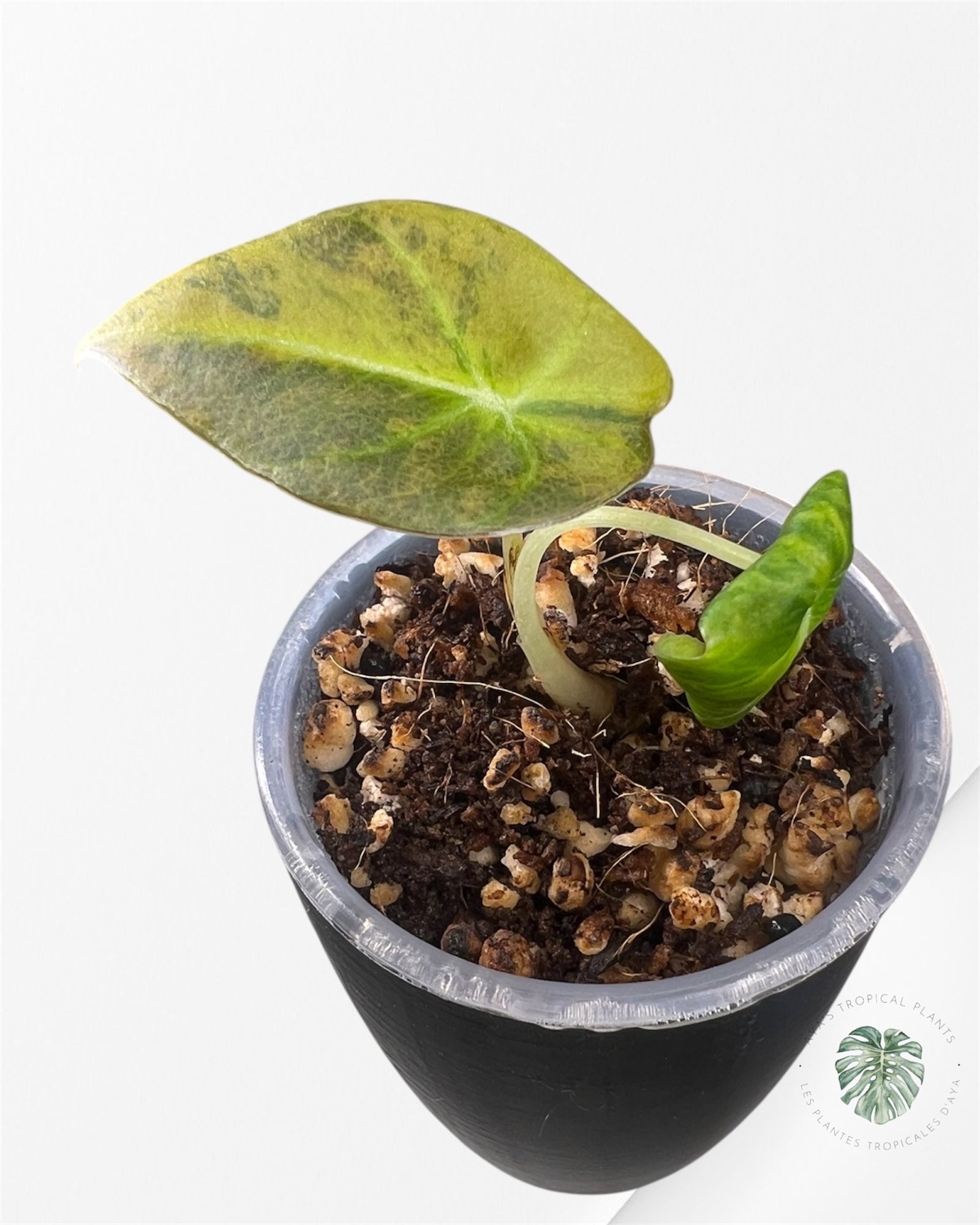 Alocasia Black Velvet Aurea Variegated