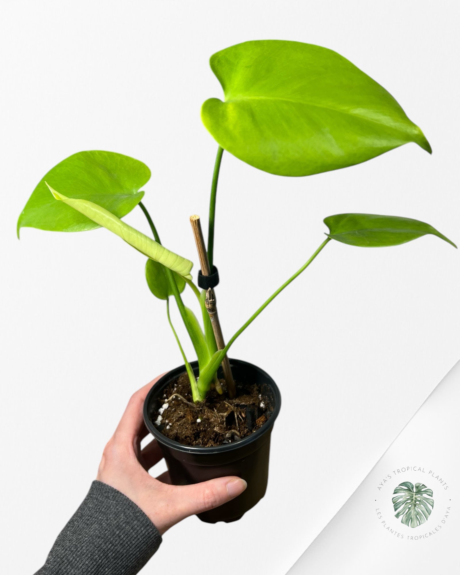 Monstera Deliciosa 'Lemon Lime' - BB