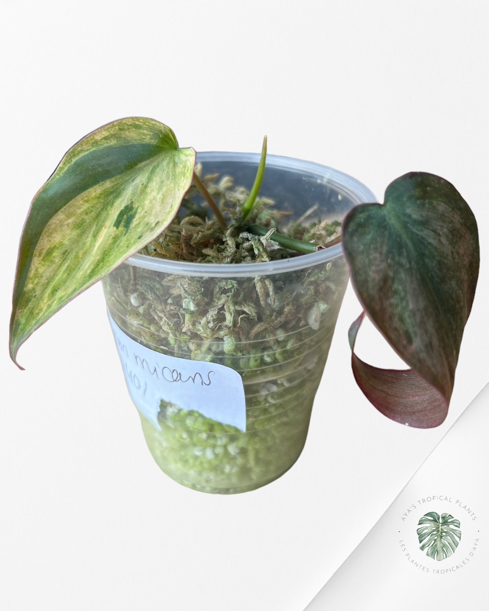 Philodendron Micans Mint