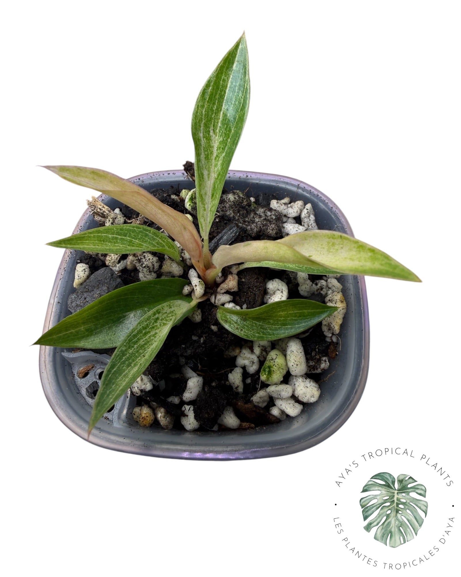 Philodendron 'Strawberry Caramel' panaché
