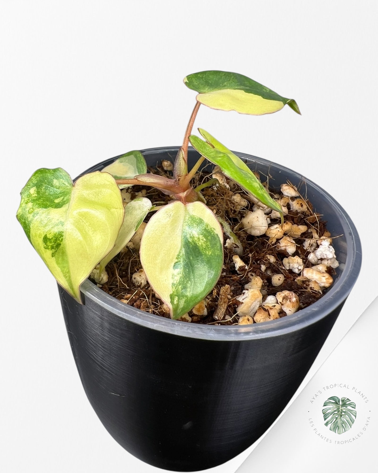 Philodendron Billietiae Variegated