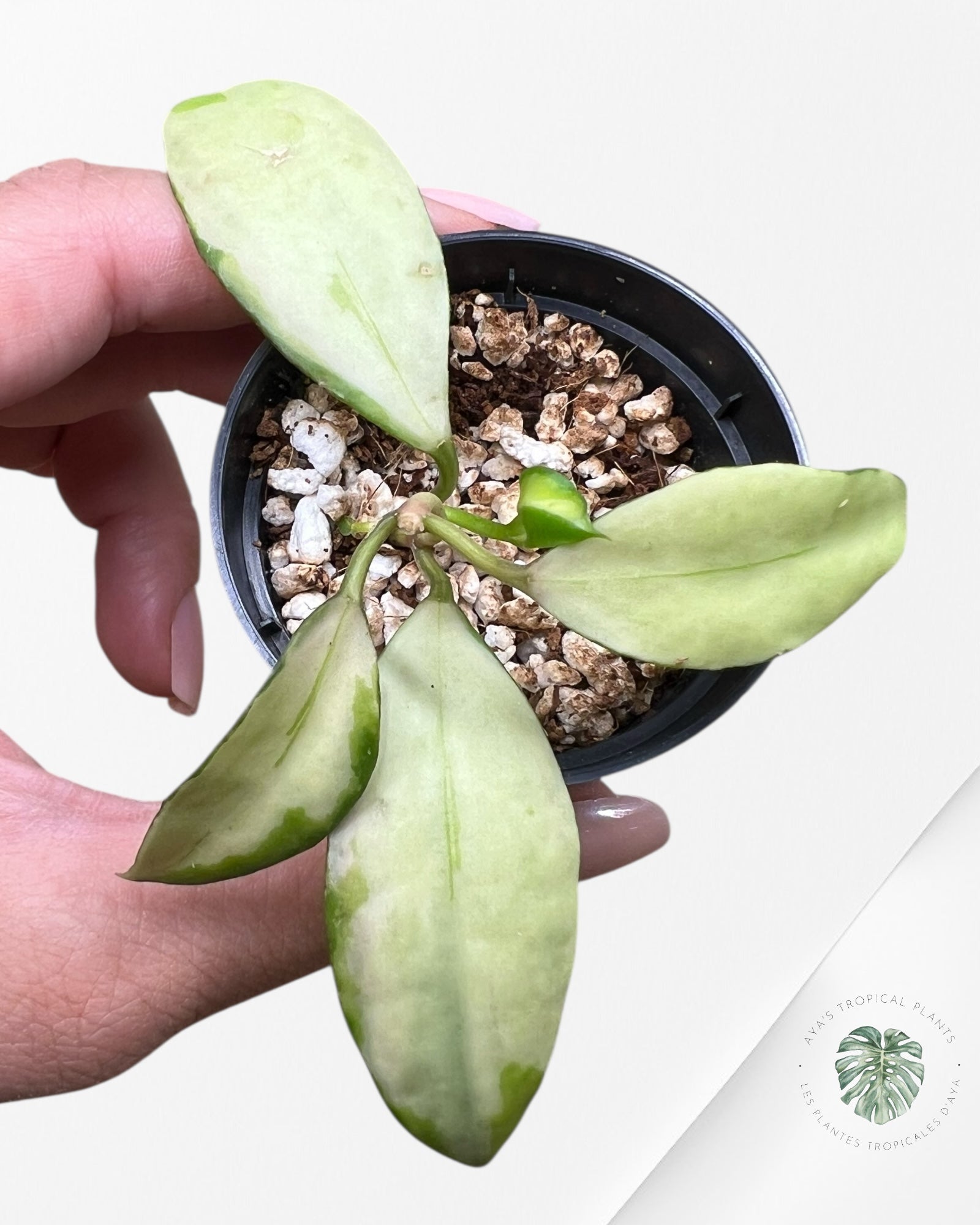 Hoya walliniana variegated - F4