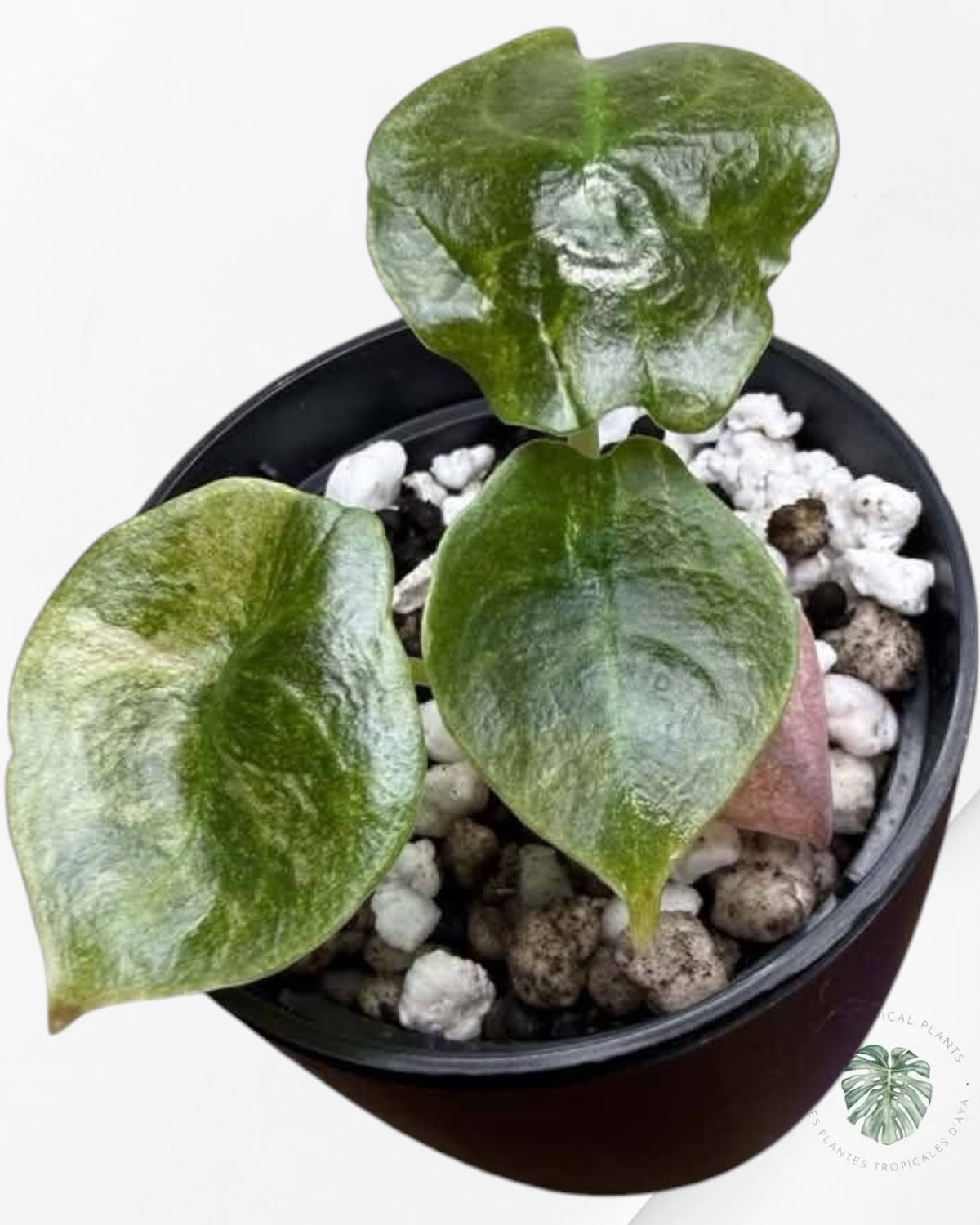 Alocasia Cuprea Pink Mint Variegated
