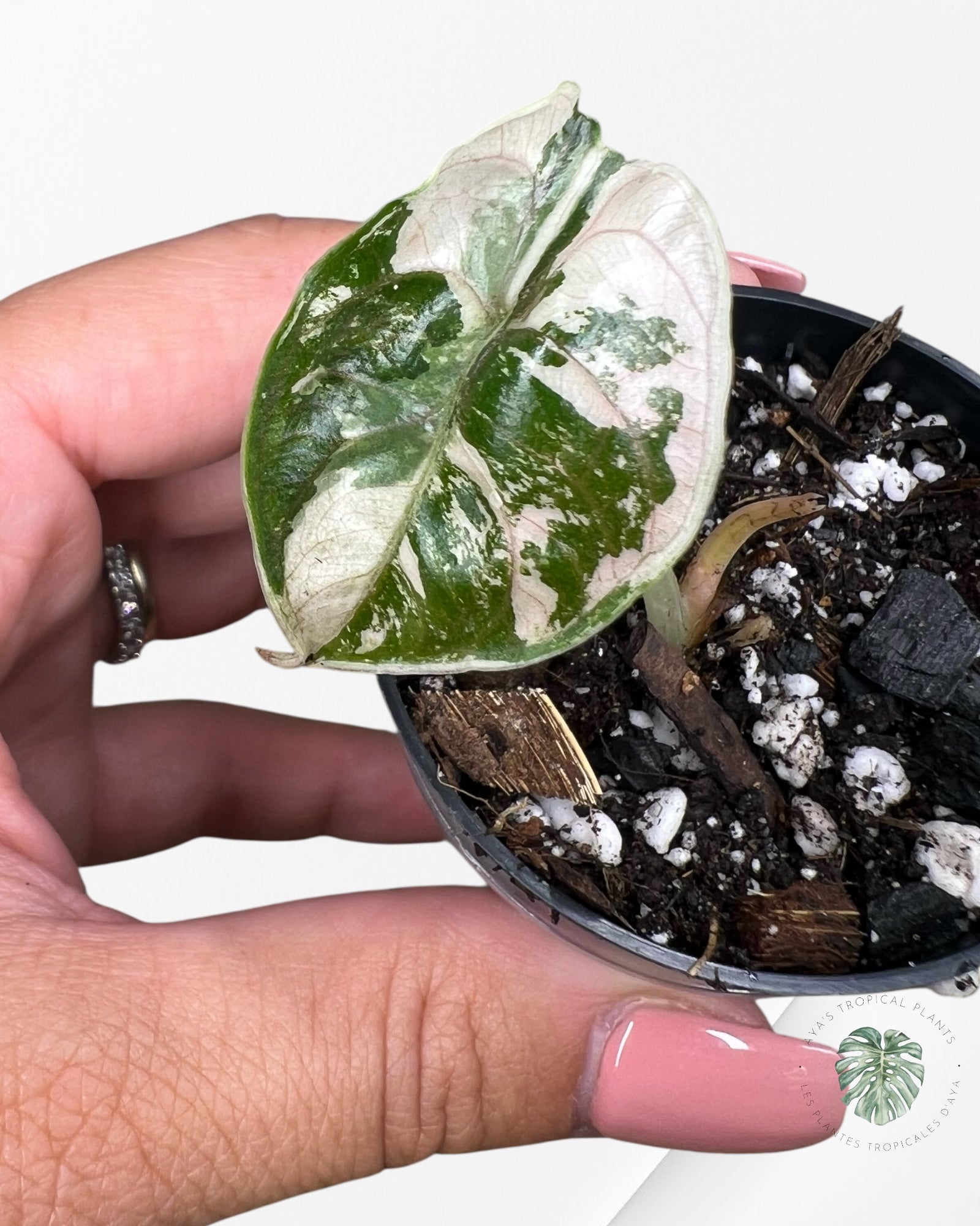 Alocasia Azlanii Pink Variegated - 02