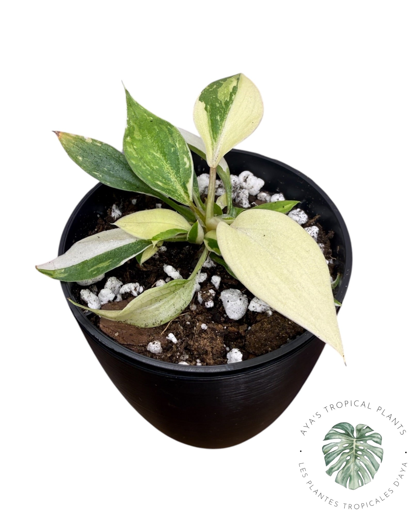 Philodendron Gloriosum Tricolor Variegated