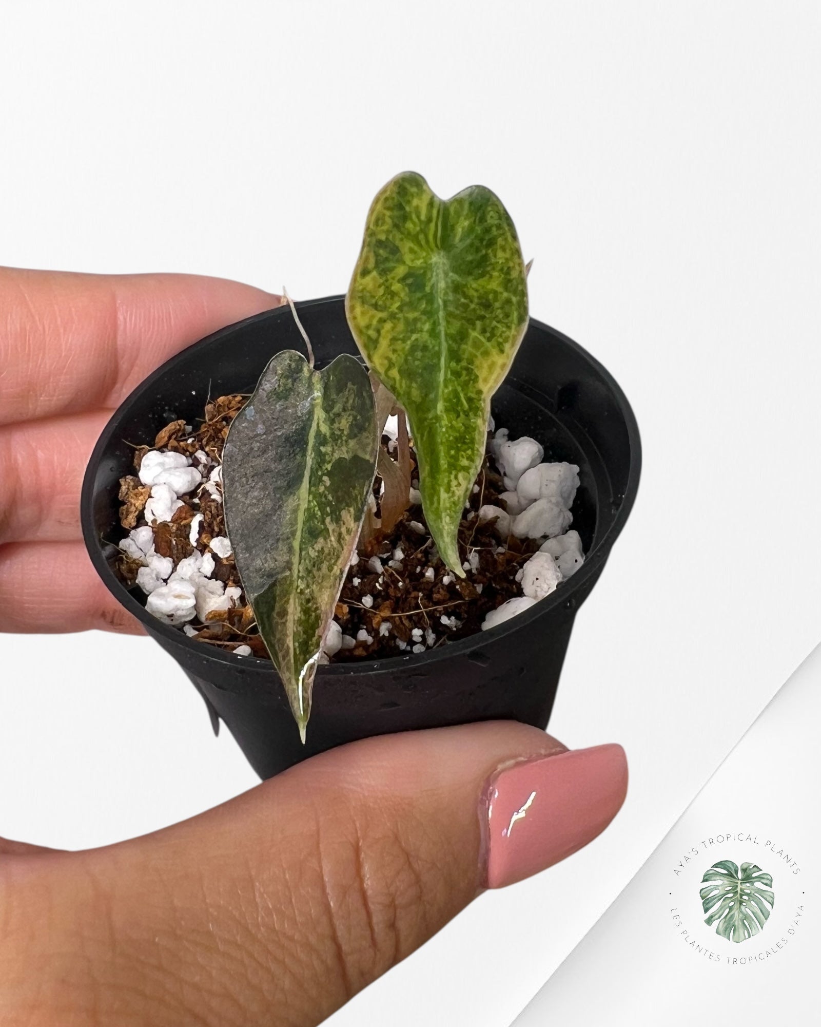 Alocasia Bambino Variegated (Aurea) - BV2