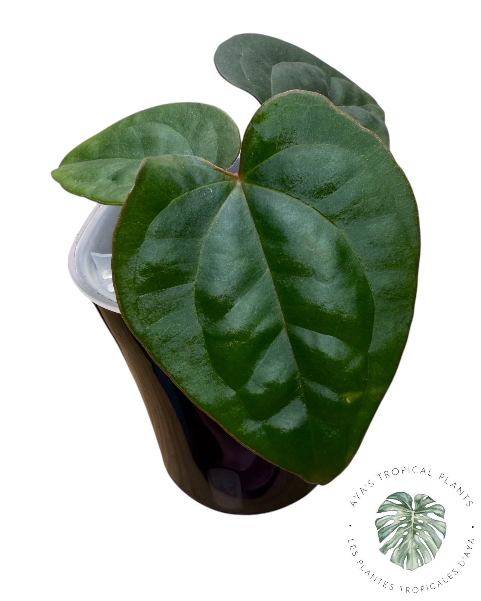Anthurium Ace of Spades x Luxurians