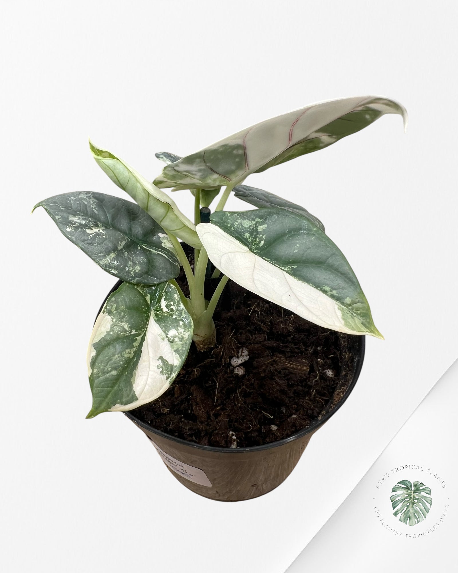 Alocasia baginda 'Silver Dragon' variegated - F2