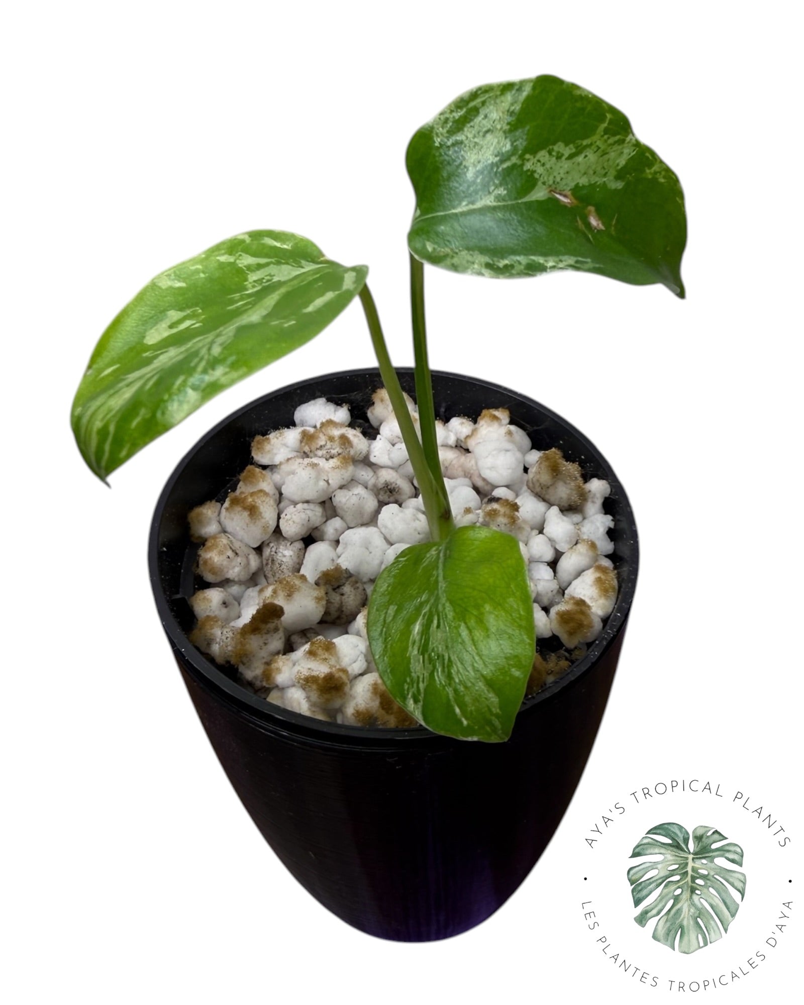 Monstera Deliciosa Bulbasaur