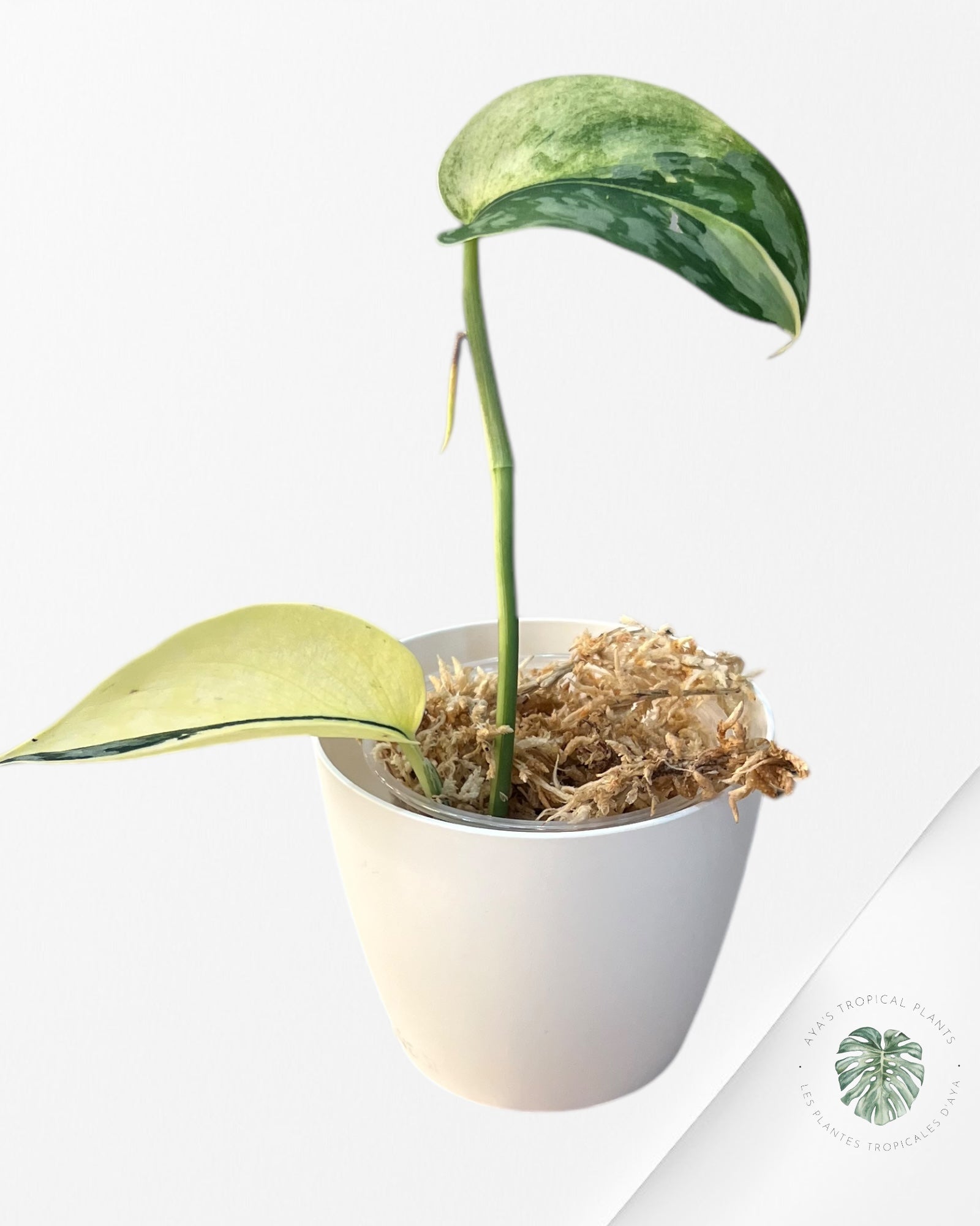 Plant pot (cache pot) 9cm white mate