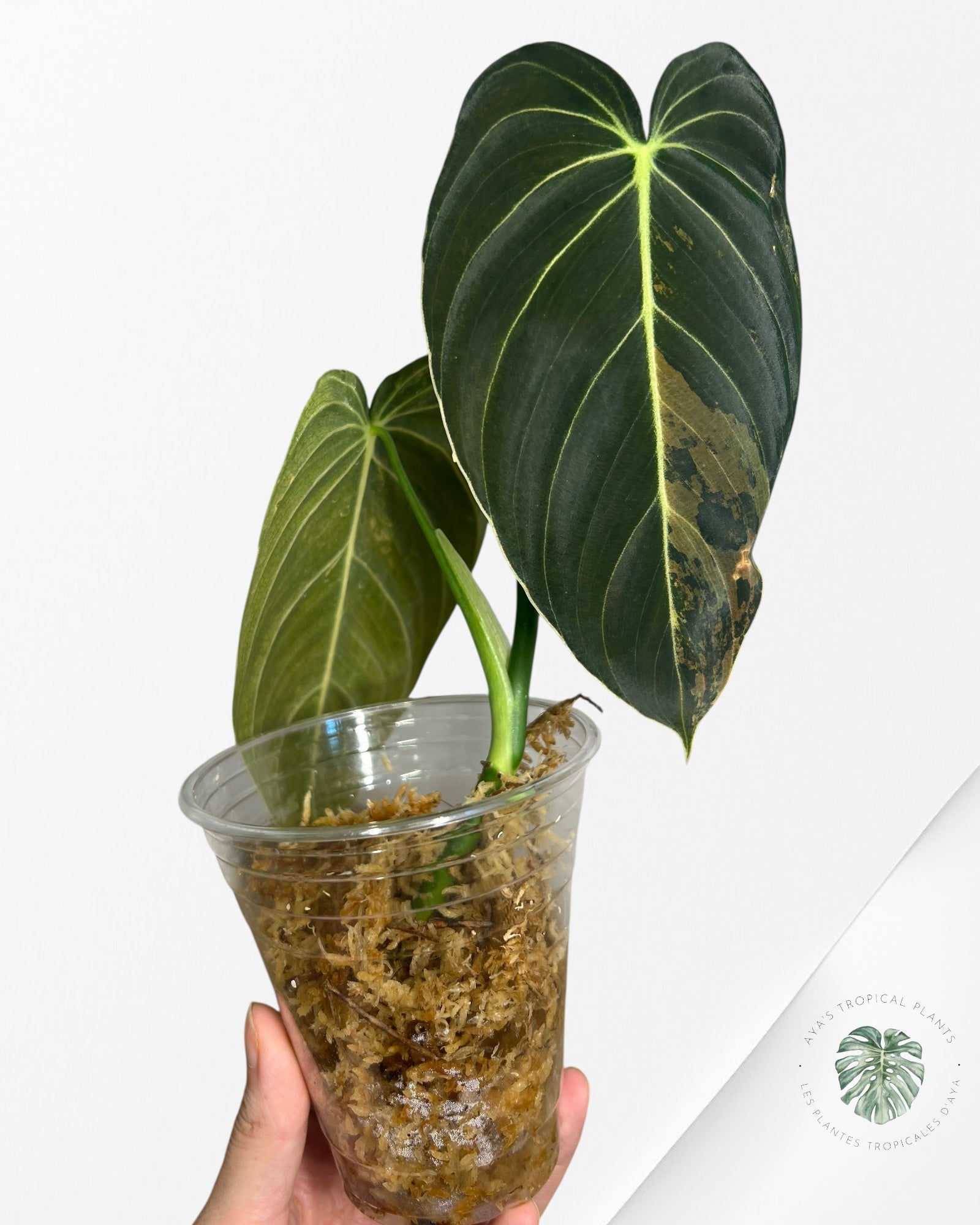 Philodendron melanocrysum variegated - F4