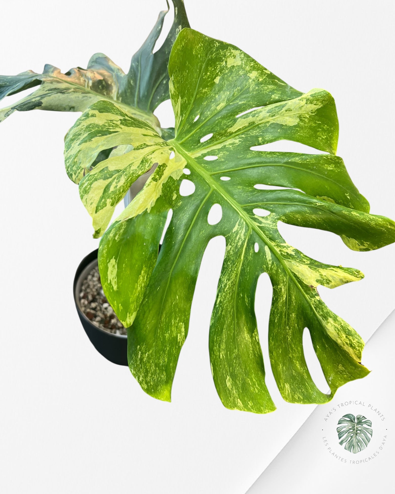 Monstera Ocean Mint