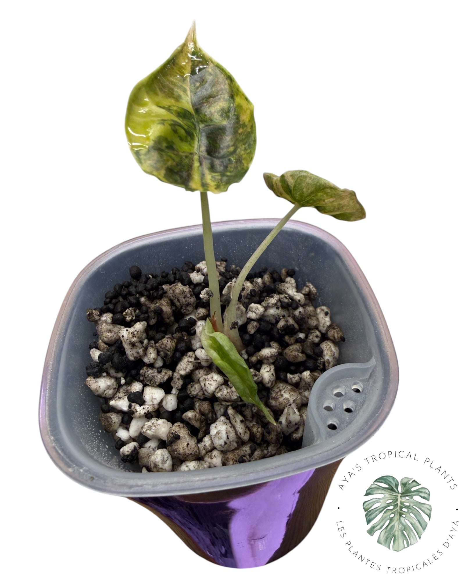 Alocasia Azlanii Gold / Aurea