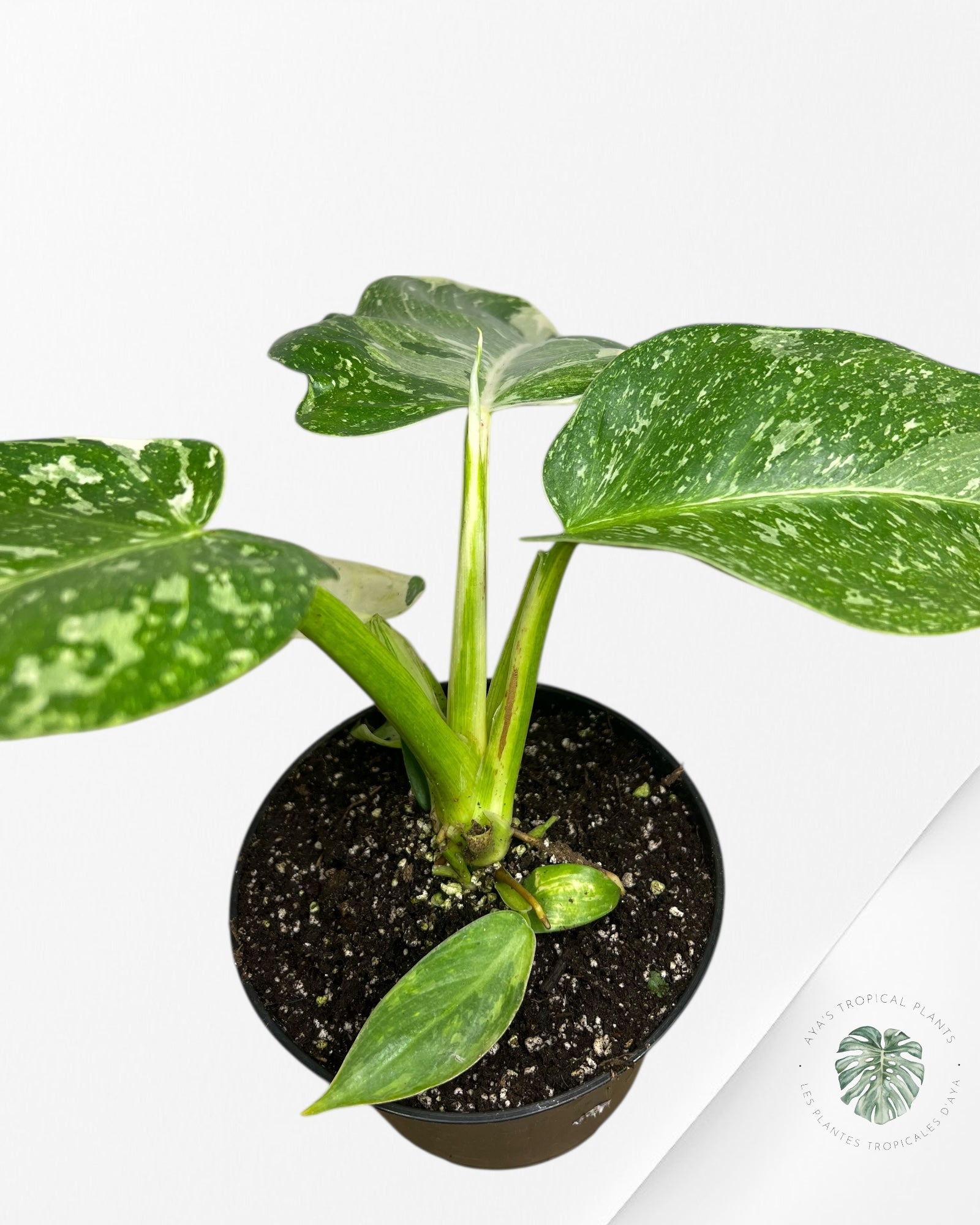 Philodendron José Buono - 103