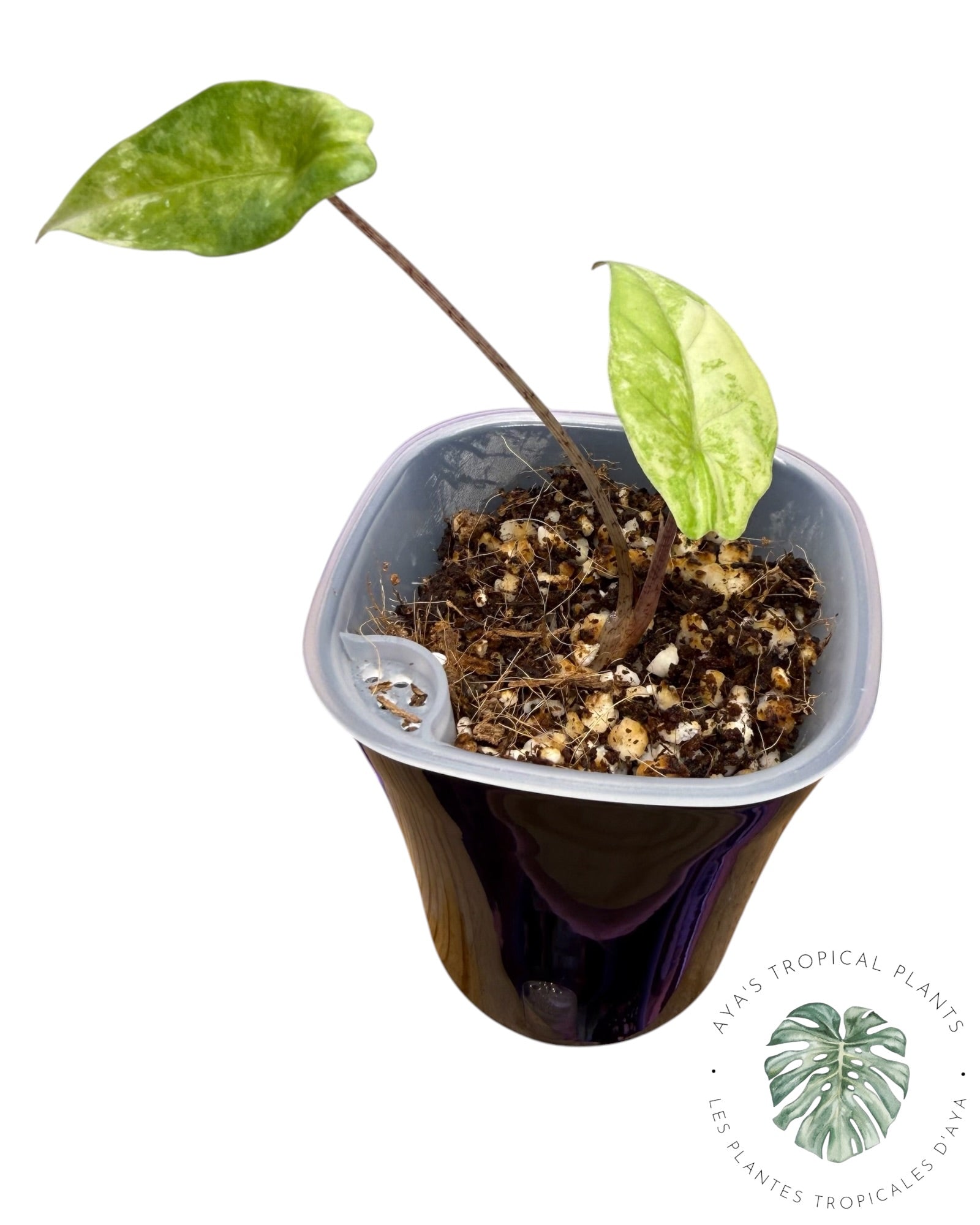 Alocasia Heterophylla Metallic Blue Aurea Variegated